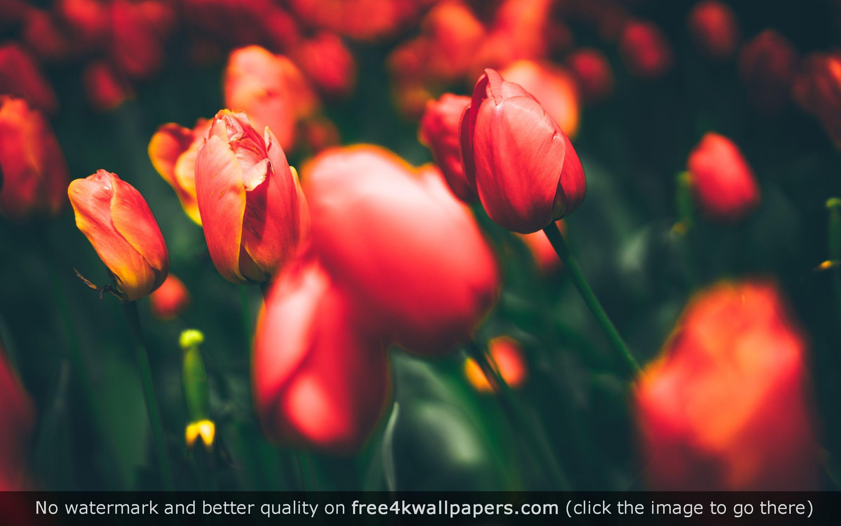 2880x1800 Tulips 4K 8K HD wallpaper. Macro photography flowers, Tulip festival, Tulips