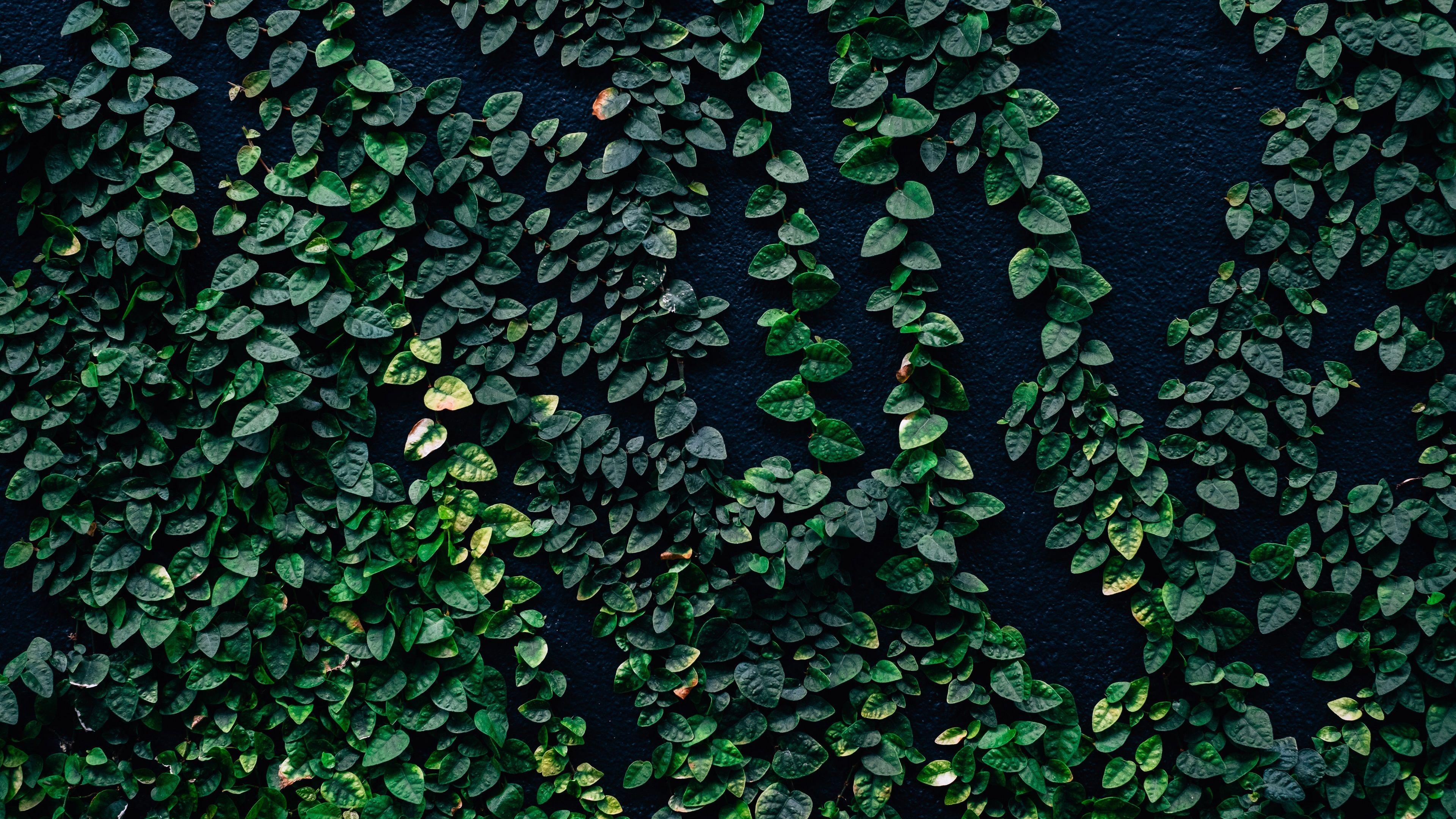 4K Plant Wallpapers Top Free 4K Plant Backgrounds WallpaperAccess