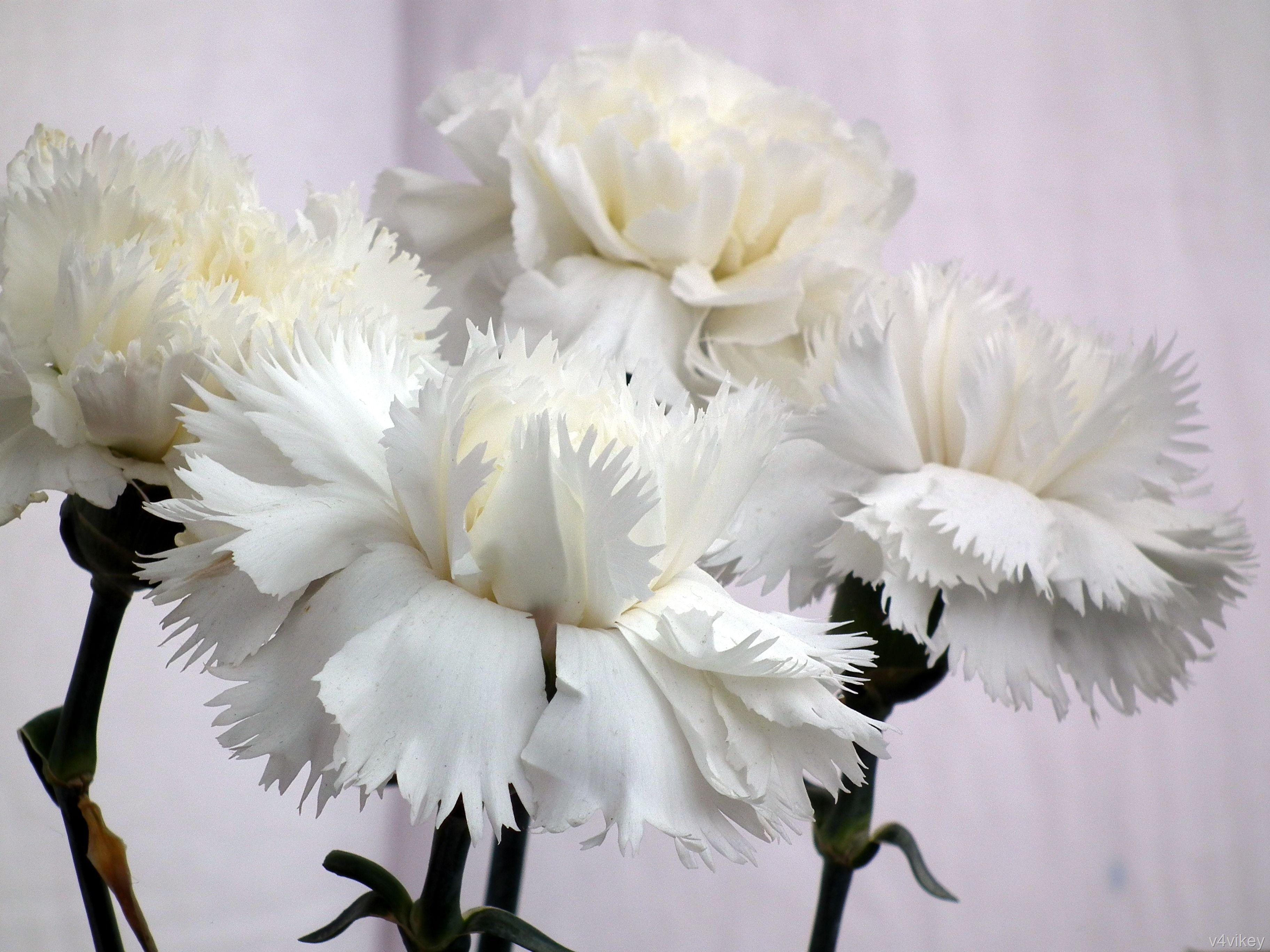3648x2736 Beautiful and DecorativeWhite Carnations Flower Photograph