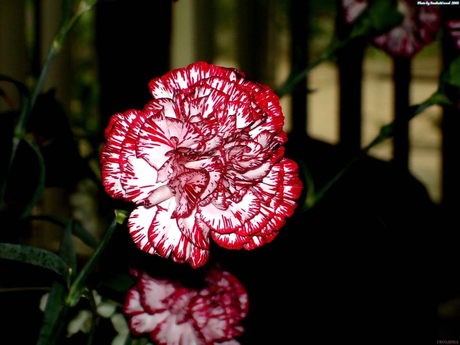 Carnation Flower Wallpapers - Top Free Carnation Flower Backgrounds