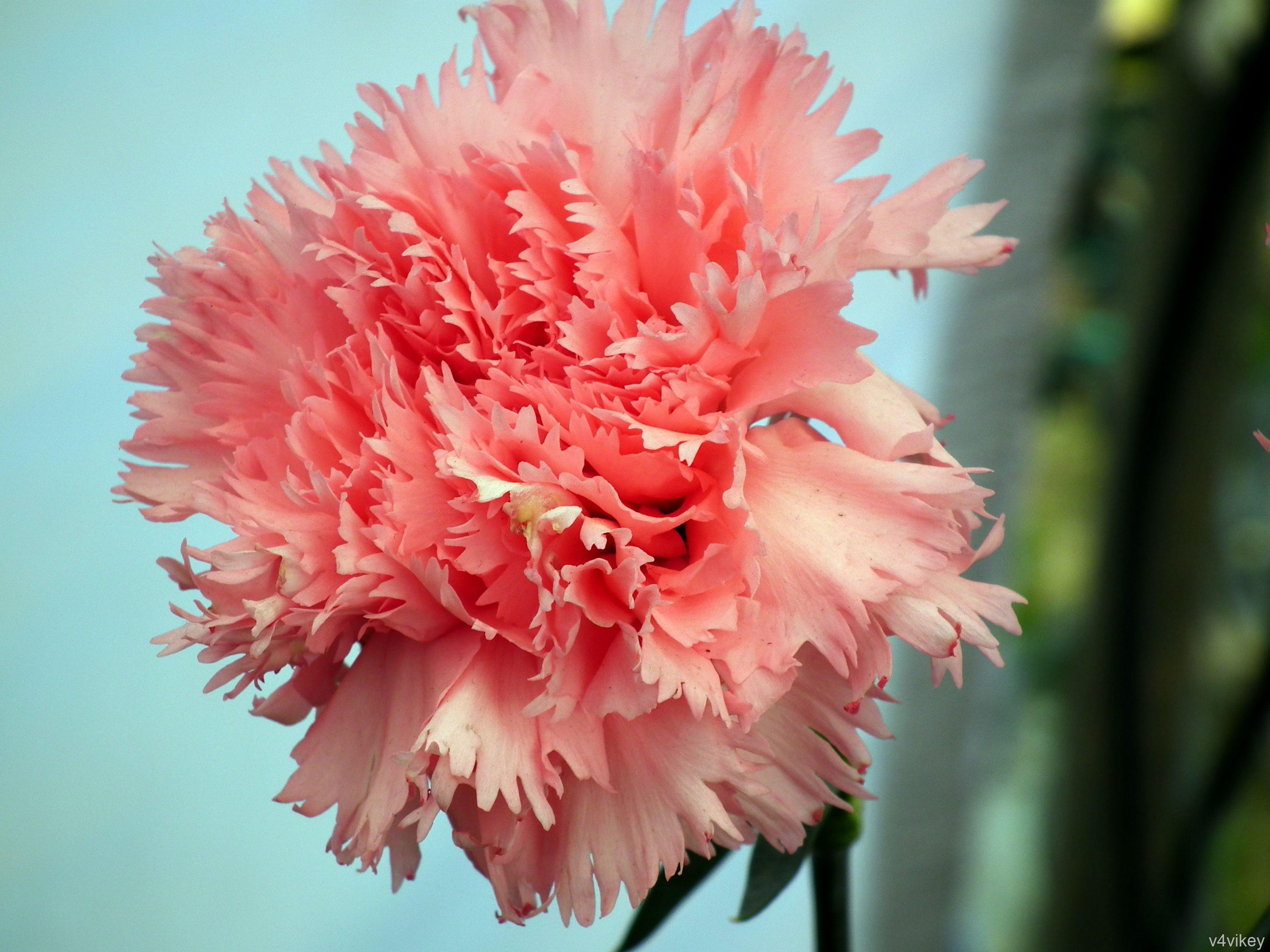 3648x2736 Clove pink « Wallpaper Tadka