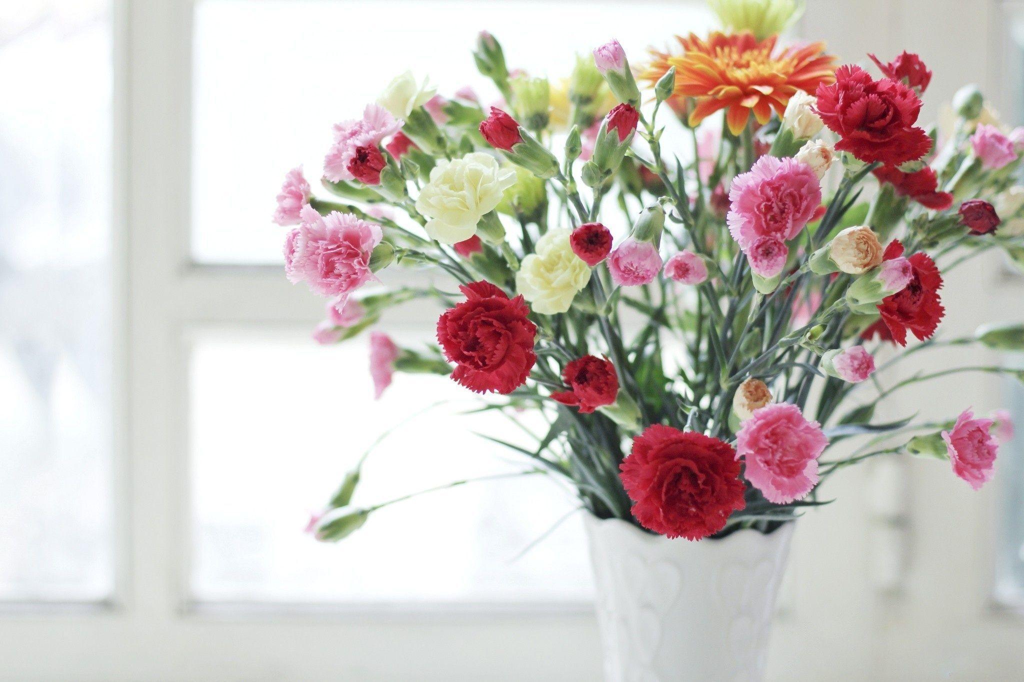 2048x1365 Carnation Wallpaper