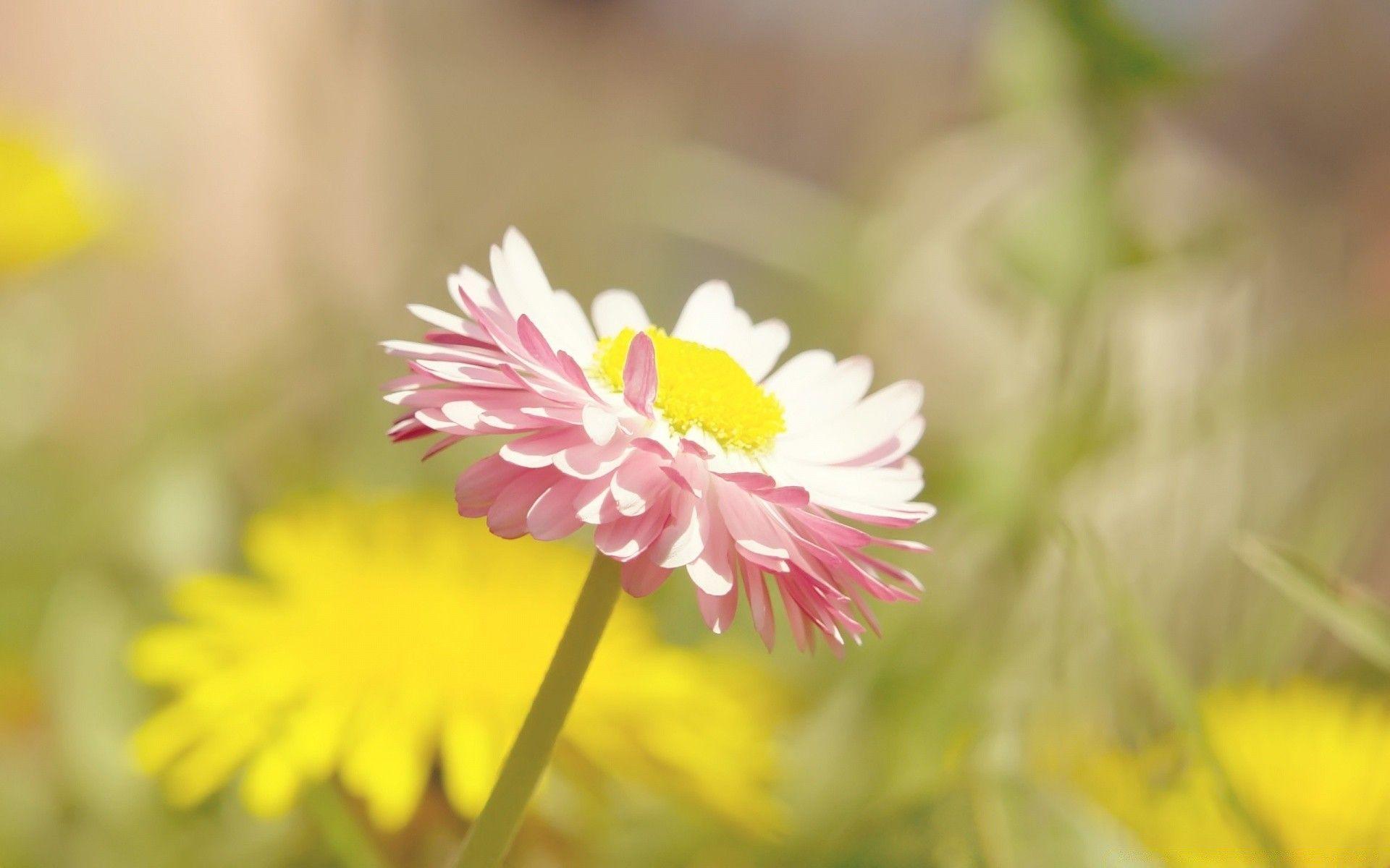 1920x1200 Beautiful Summer Flower