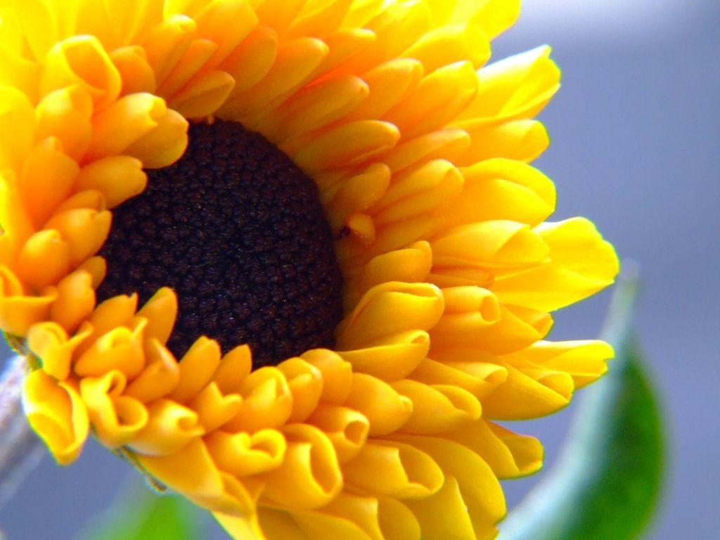 1024x768 Natural Flowers Wallpaper Summer Flower HD Wallpaper