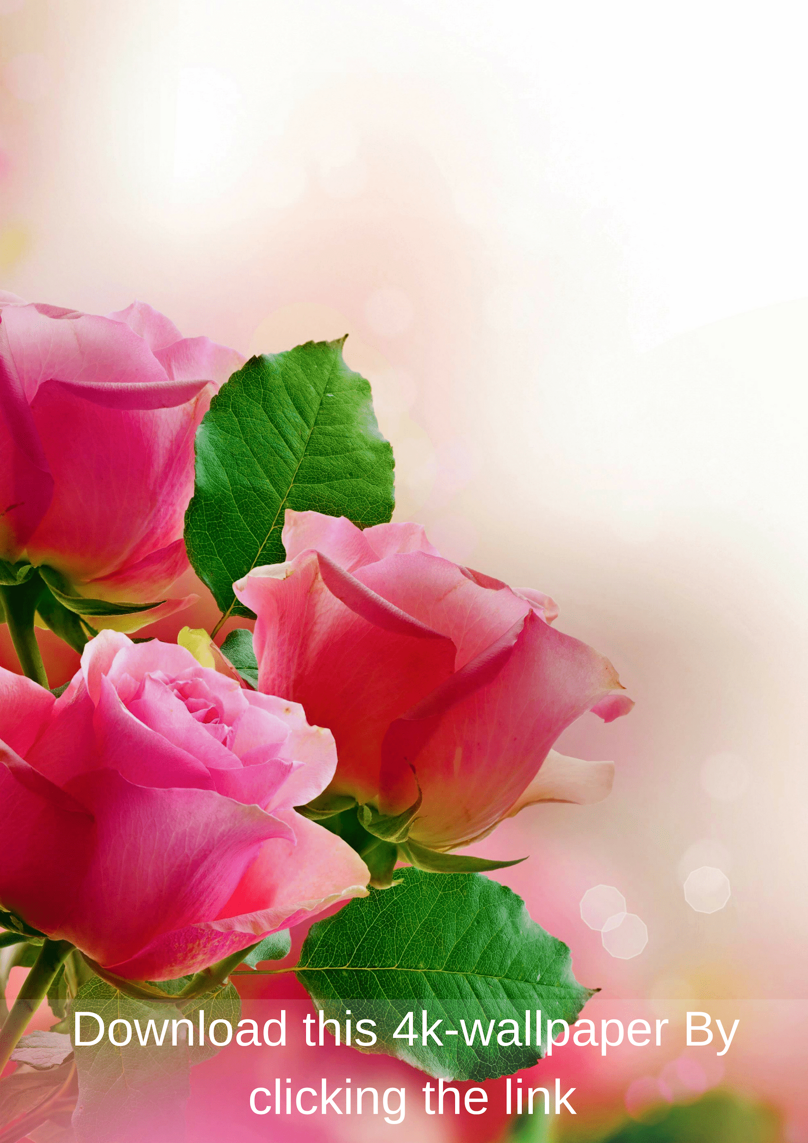 1588x2246 4K Mobile Wallpaper Free Download. Beautiful flowers wallpaper, Flower wallpaper, Pink roses background