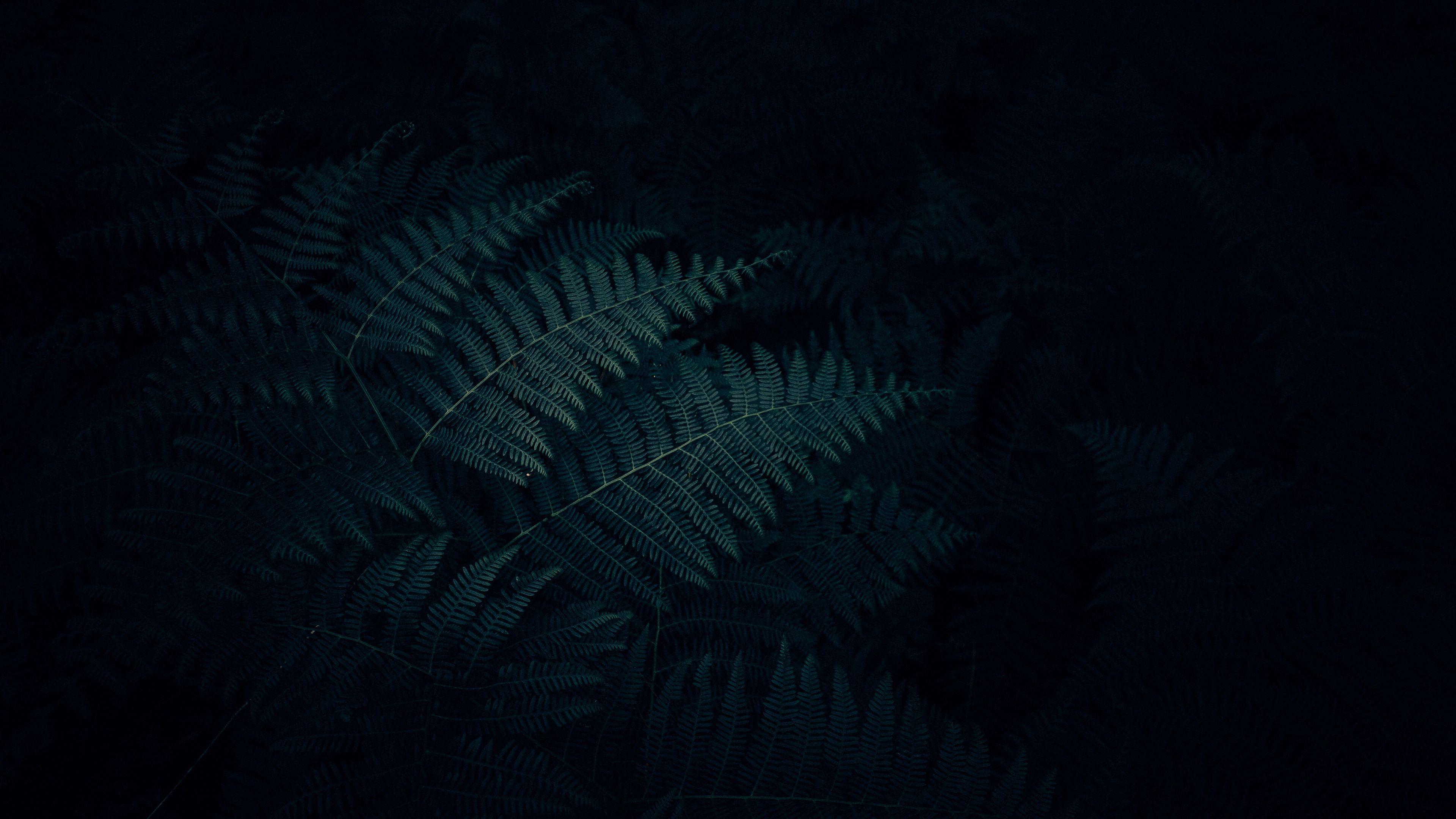 3840x2160 fern, leaves, plant, dark, carved 4k Plant, Leaves, fern. Dark wallpaper, Wallpaper, Nature wallpaper