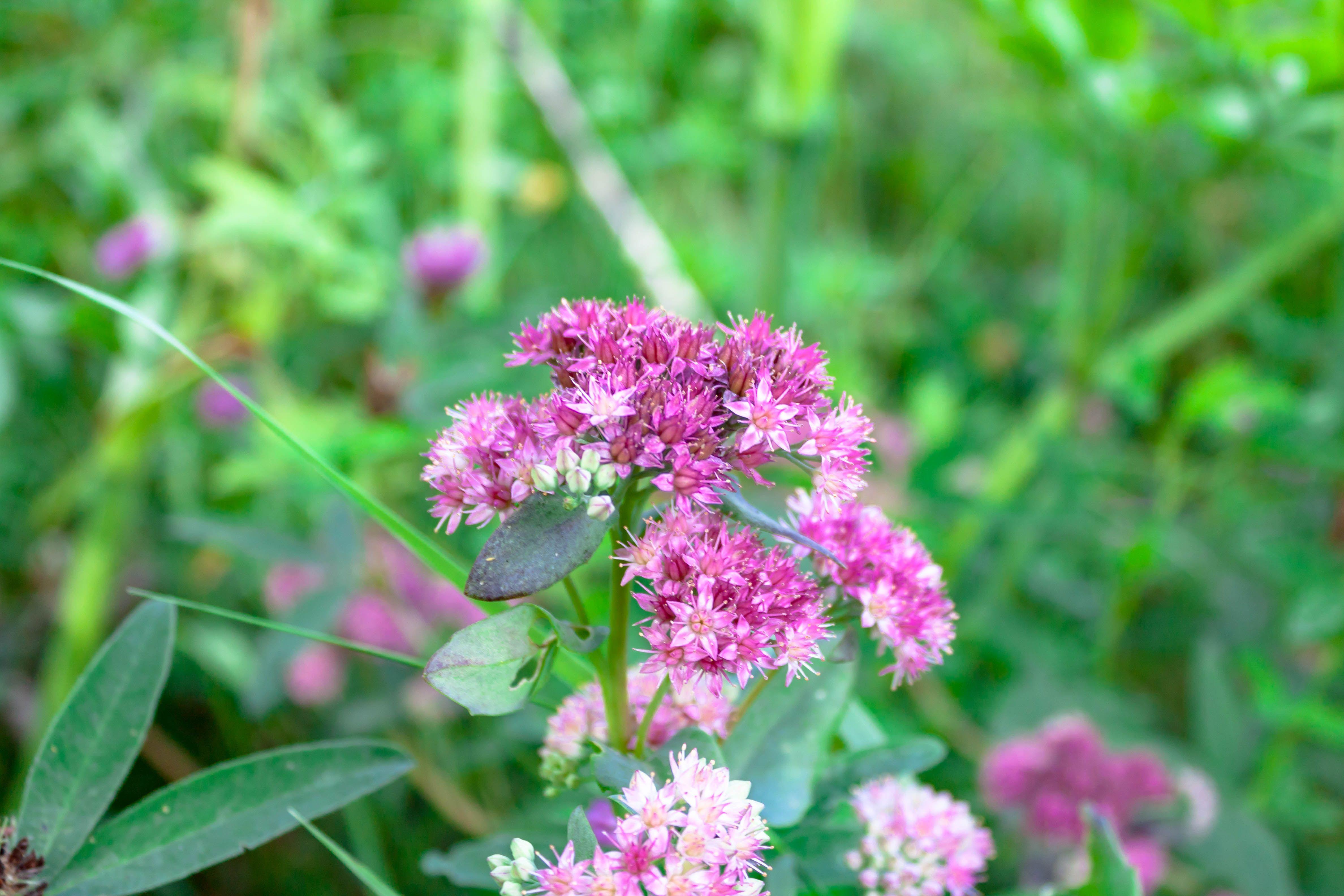 4752x3168 Pretty Flower Image Types of Flowers for Your Garden