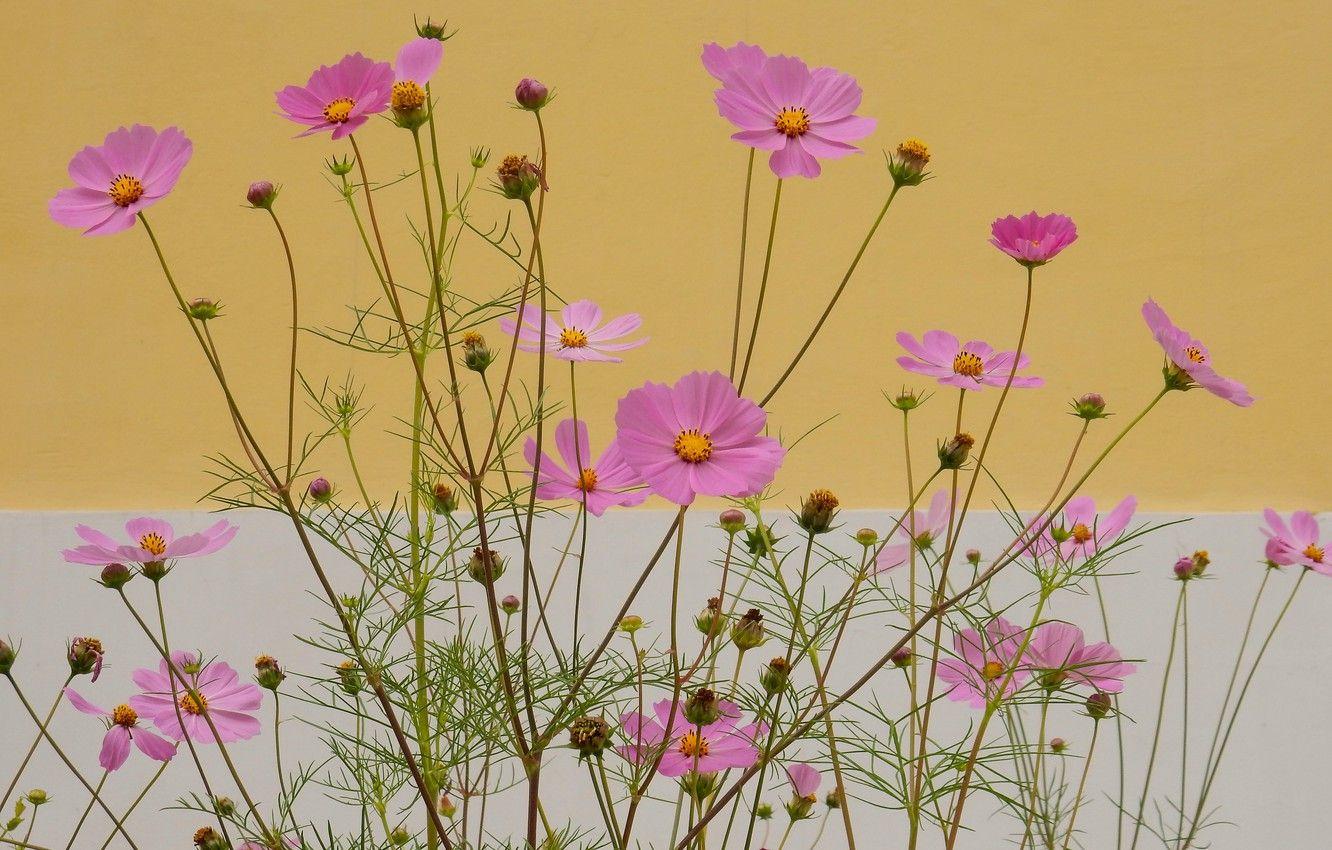 1332x850 Photo Wallpaper Flower, Summer, Grass, Flowers, Nature, Full Screen