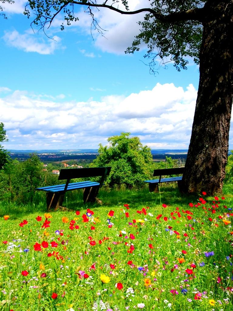 768x1024 Crocus flowers on the meadow, bench, tree, summer, nature desktop PC and Mac wallpaper