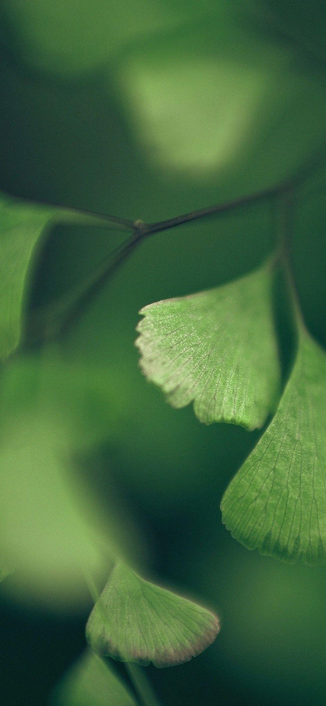 1125x2436 iPhoneXpapers luck clovers leaf nature