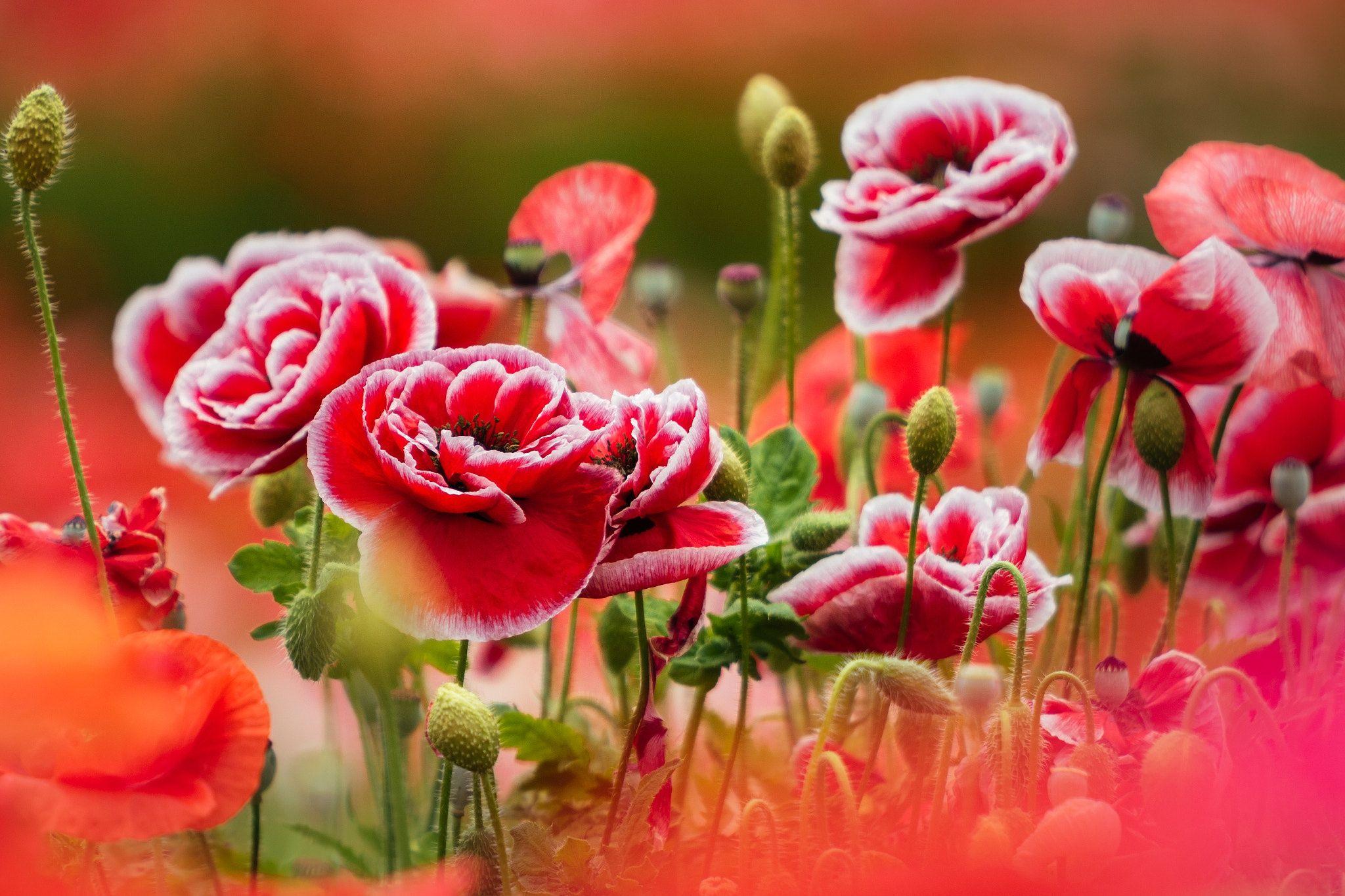 2048x1365 Summer, Nature, Close Up, Poppy, Red Flower, Flower Wallpaper