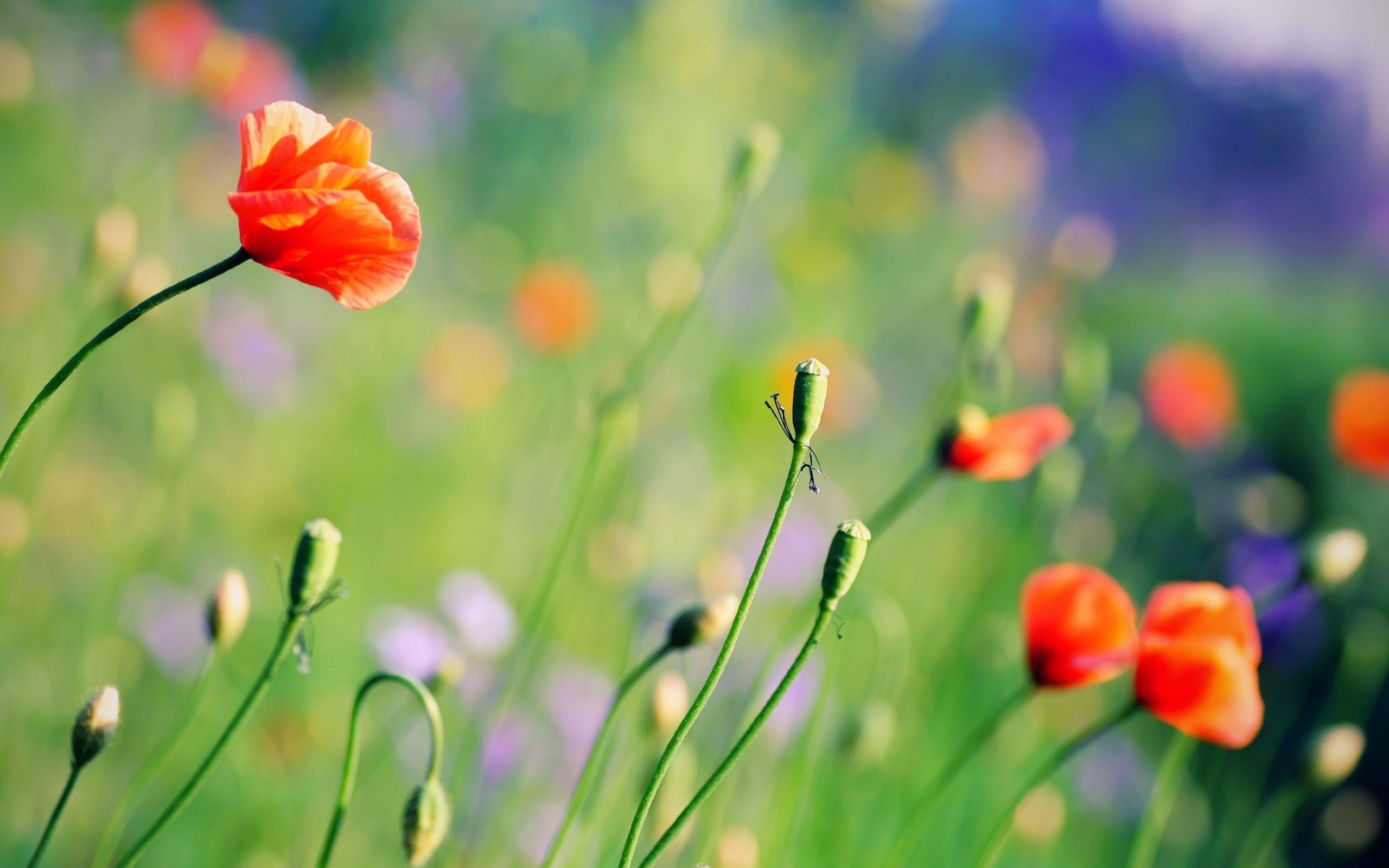 2560x1600 Flowers HQ wallpaper and picture