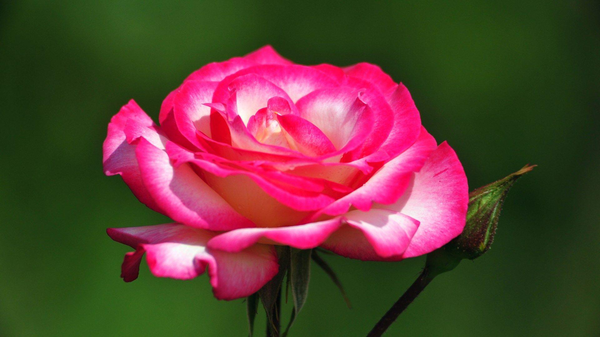 1920x1080 Summer Flowers Wallpaper For Desktop