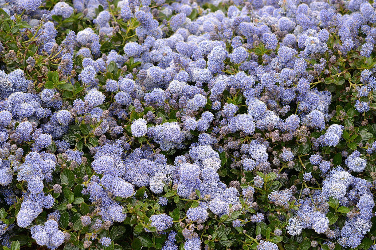 1600x1066 Nature Beautiful Outdoors Close Up Flora Flowers Bloom Blossom Summer Field Leaves Petals Garden Color Wallpaper.com. Best High Quality Wallpaper