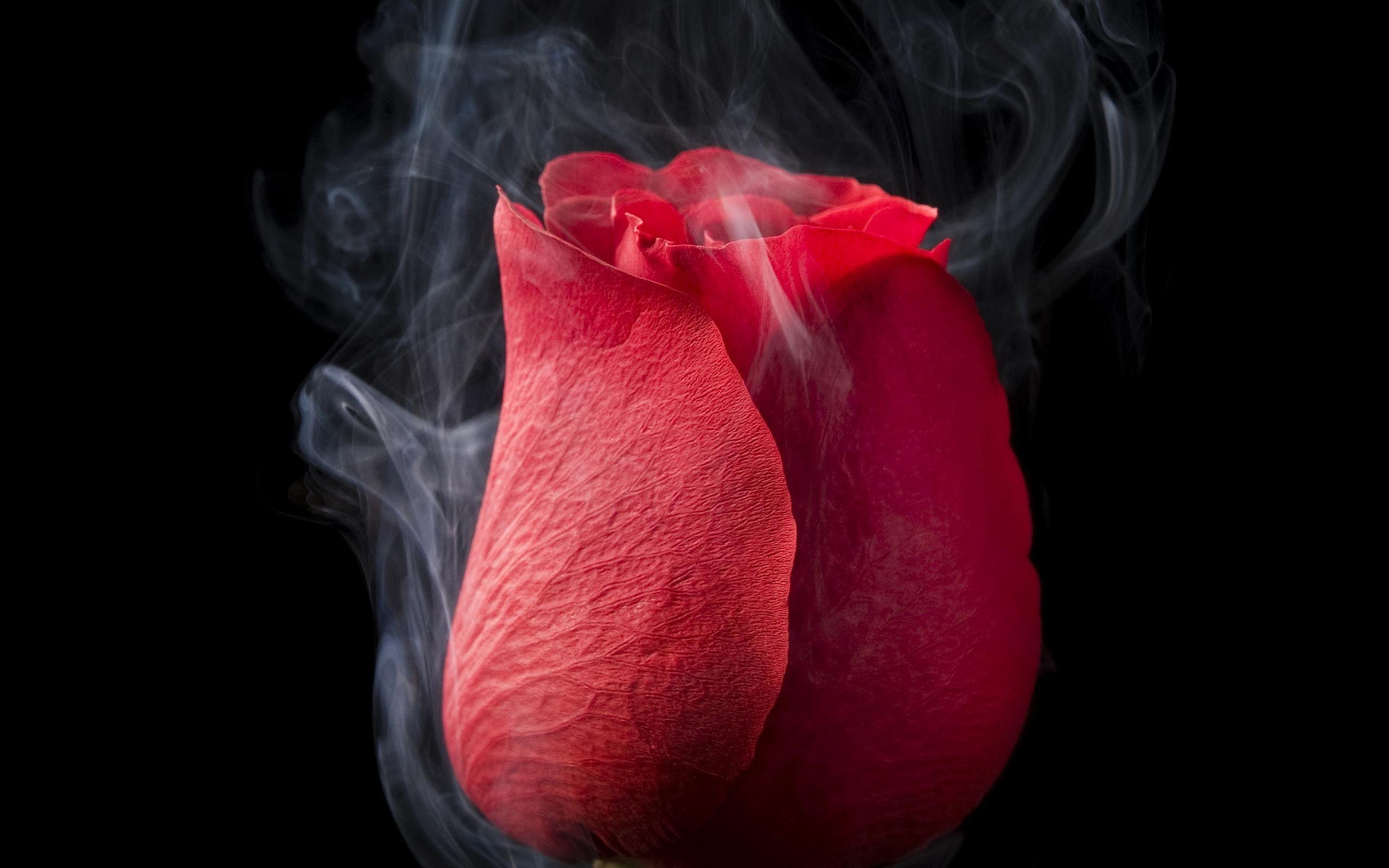 Smoke Rose Wallpapers - Top Free Smoke Rose Backgrounds - WallpaperAccess