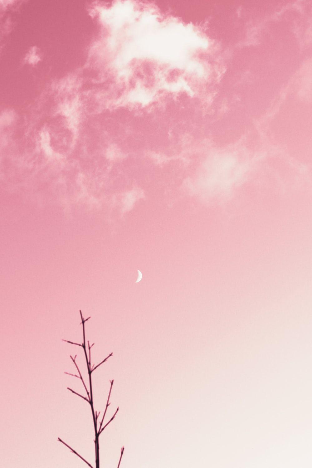 1000x1500 Pink Wallpaper: Free HD Download [HQ]