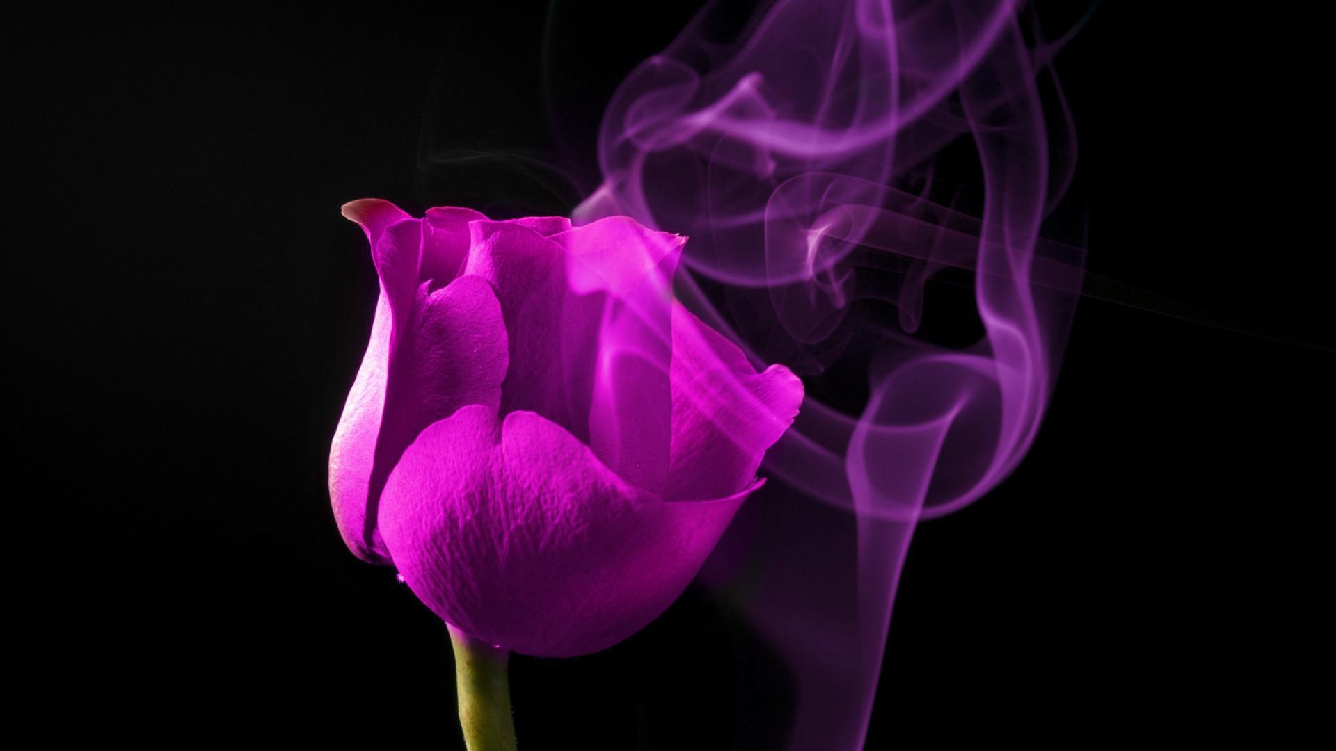 1920x1080 Purple Rose Wallpaper HD