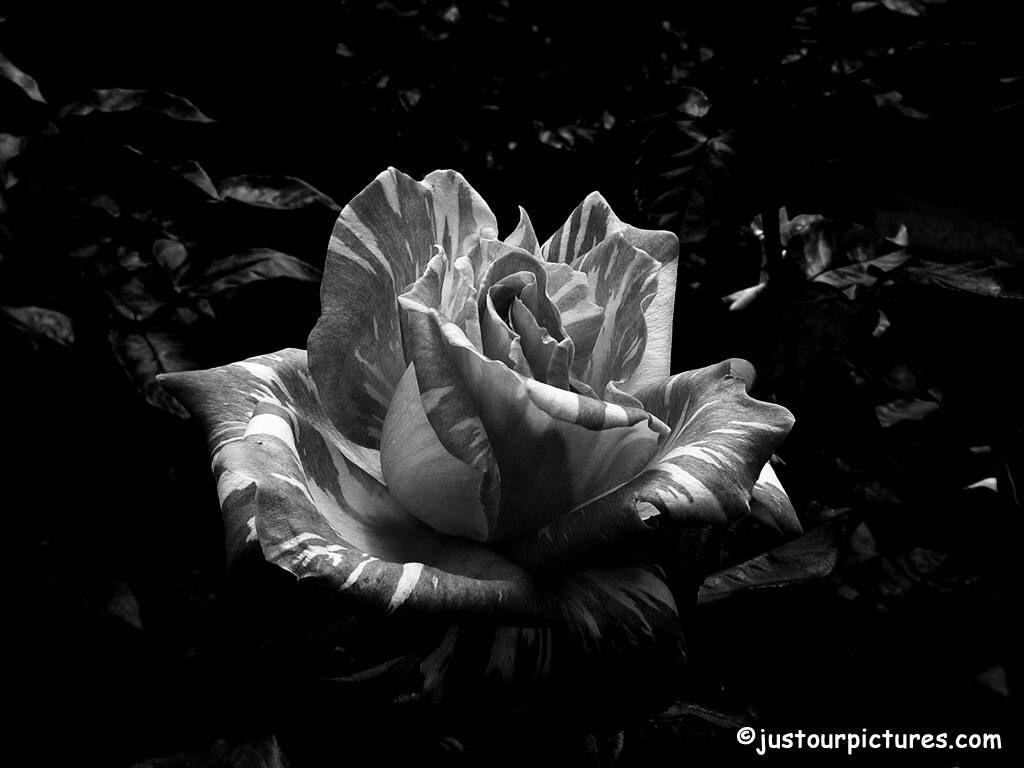 1024x768 Free download White Roses Black Background Black and whit [1024x768] for your Desktop, Mobile & Tablet. Explore Wallpaper Of Black Rose. Black And White Rose Wallpaper, Dark Red Roses