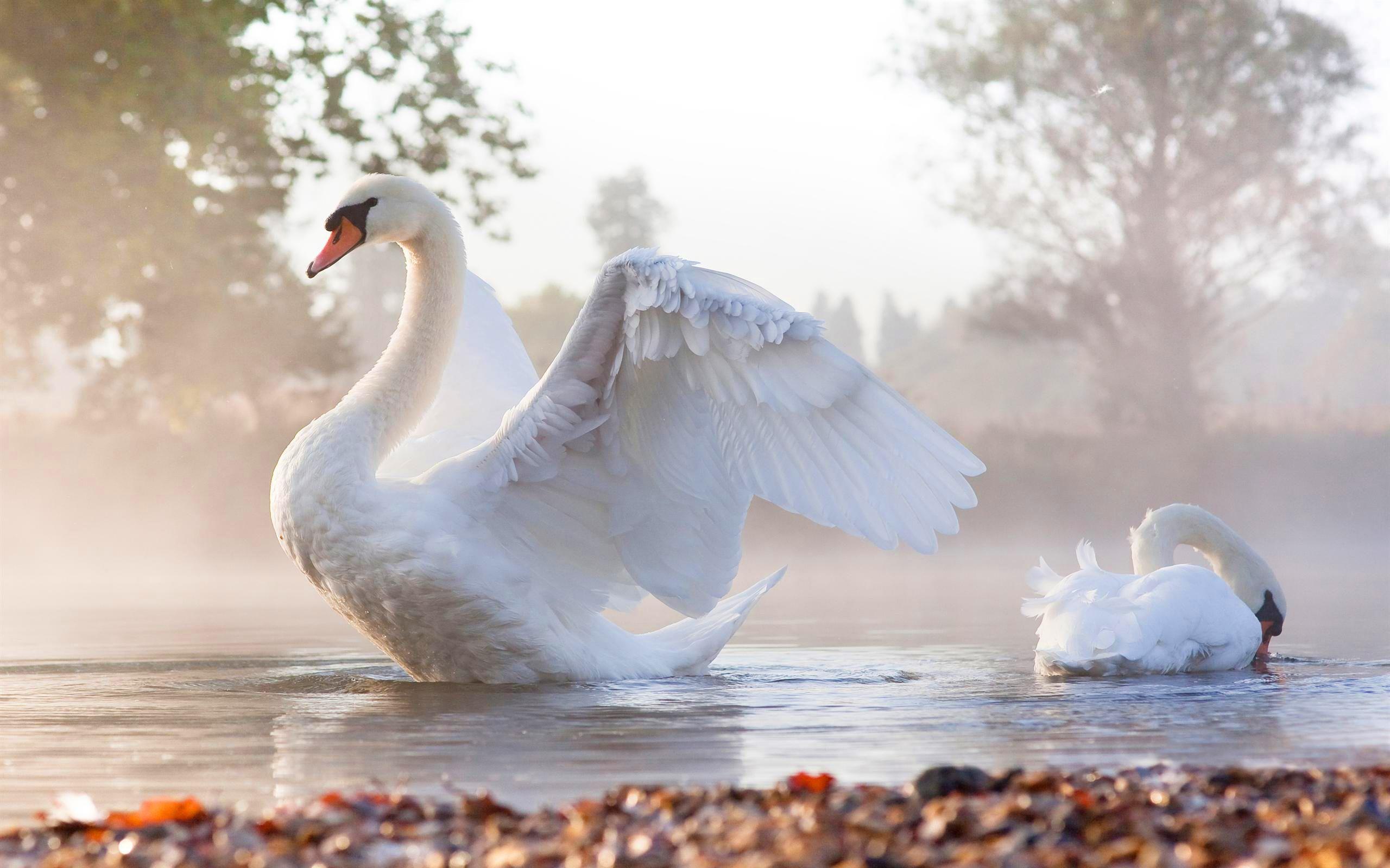 2560x1600 Interesting facts about swans. Just Fun Facts. Swan picture, Swan wallpaper, Beautiful swan