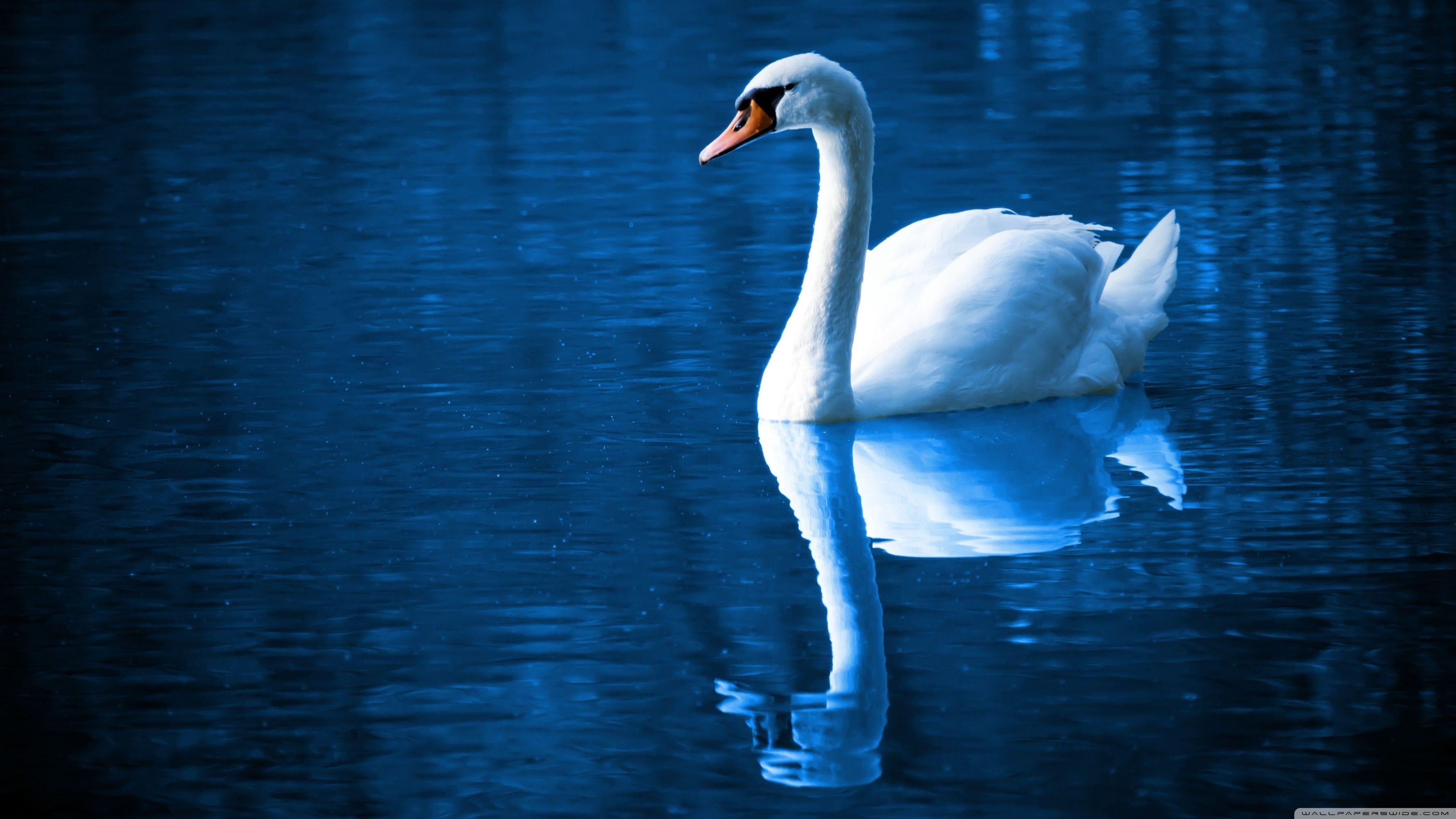 Beautiful Swan Wallpapers - Top Free Beautiful Swan Backgrounds ...