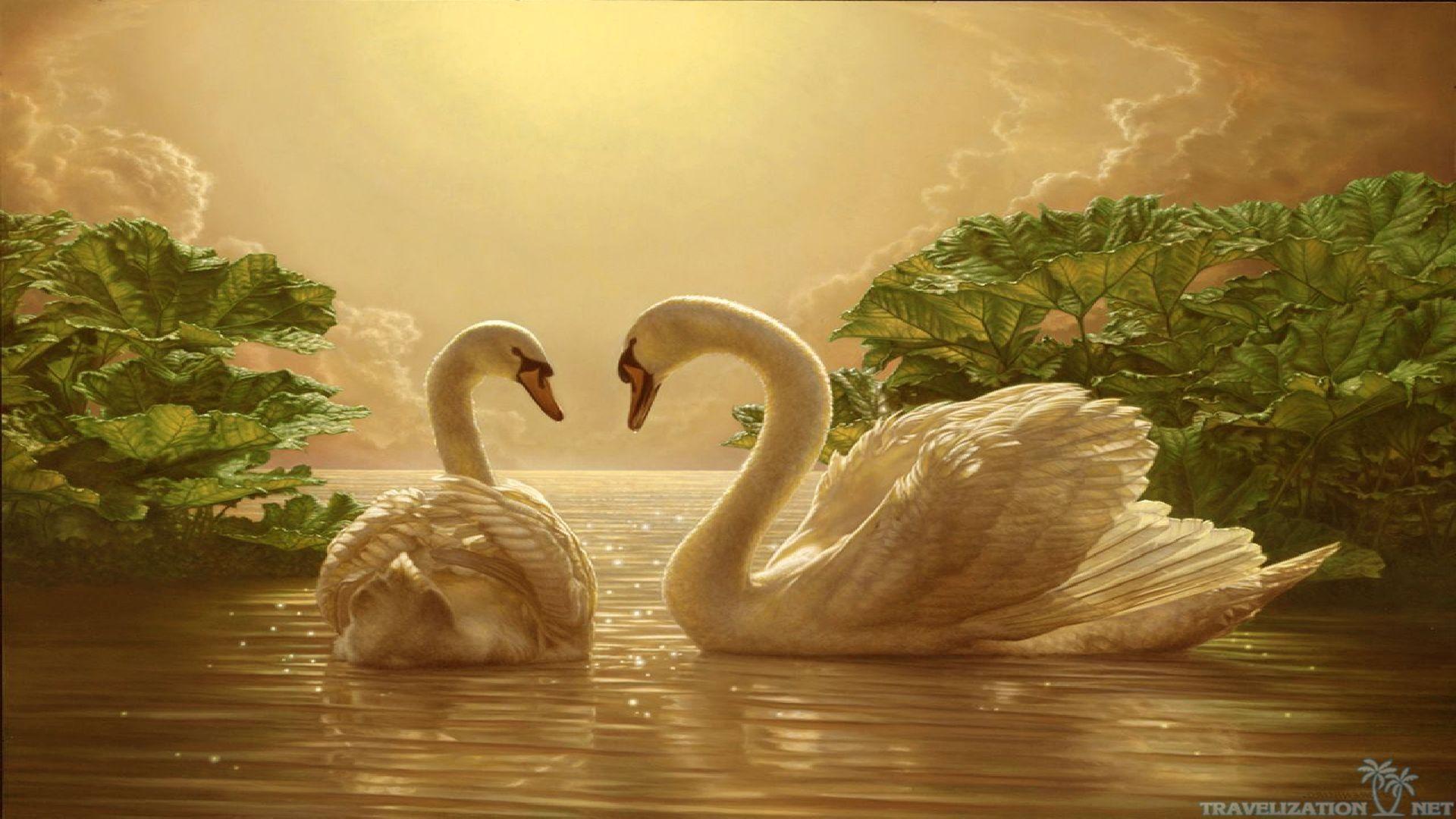 Beautiful Swan Wallpapers - Top Free Beautiful Swan Backgrounds ...