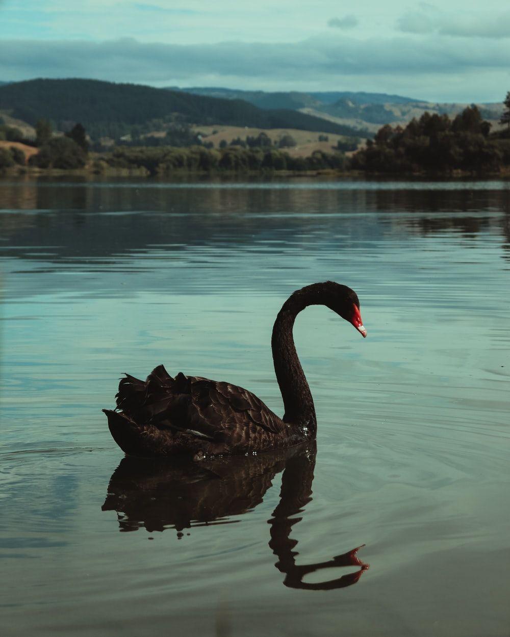 1000x1250 Swan Picture [HD]. Download Free Image