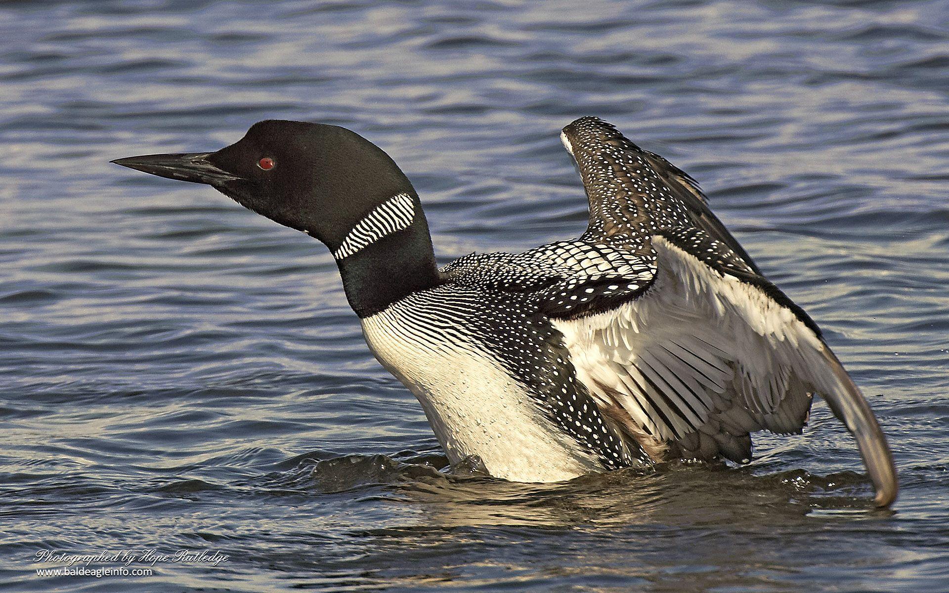 Loon Wallpapers Top Free Loon Backgrounds Wallpaperaccess