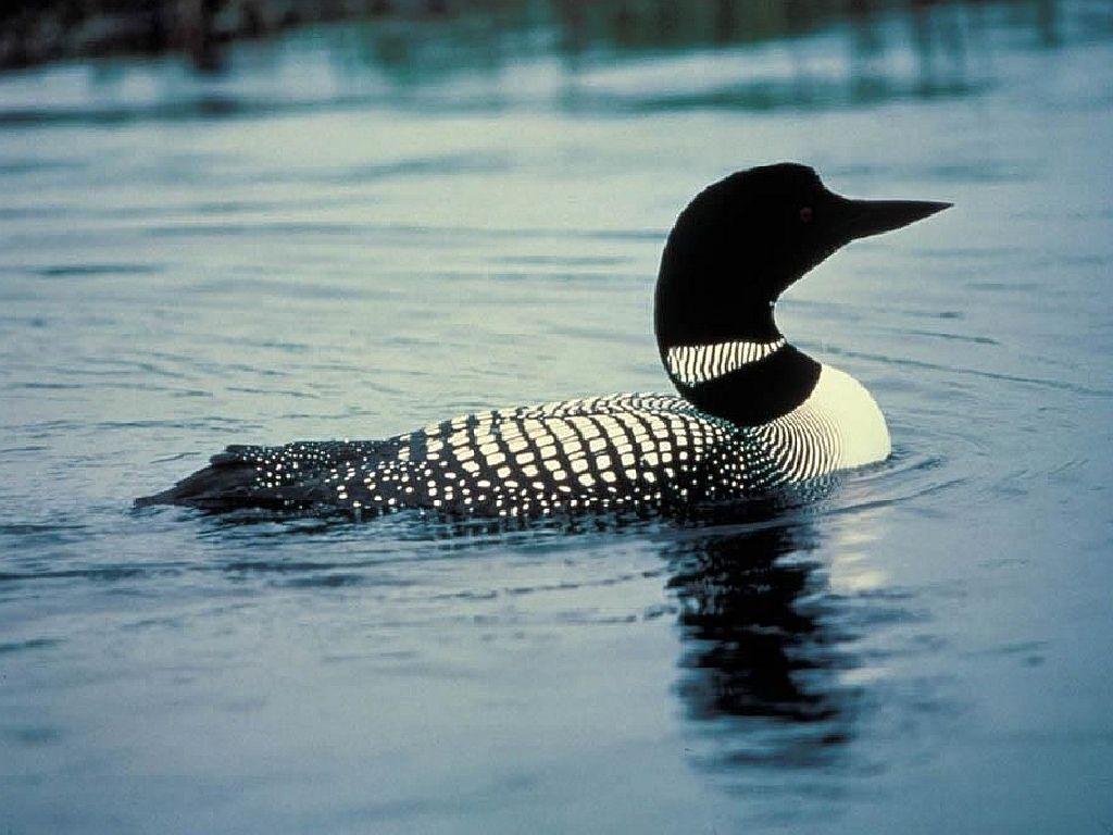 Loon Wallpapers Top Free Loon Backgrounds Wallpaperaccess