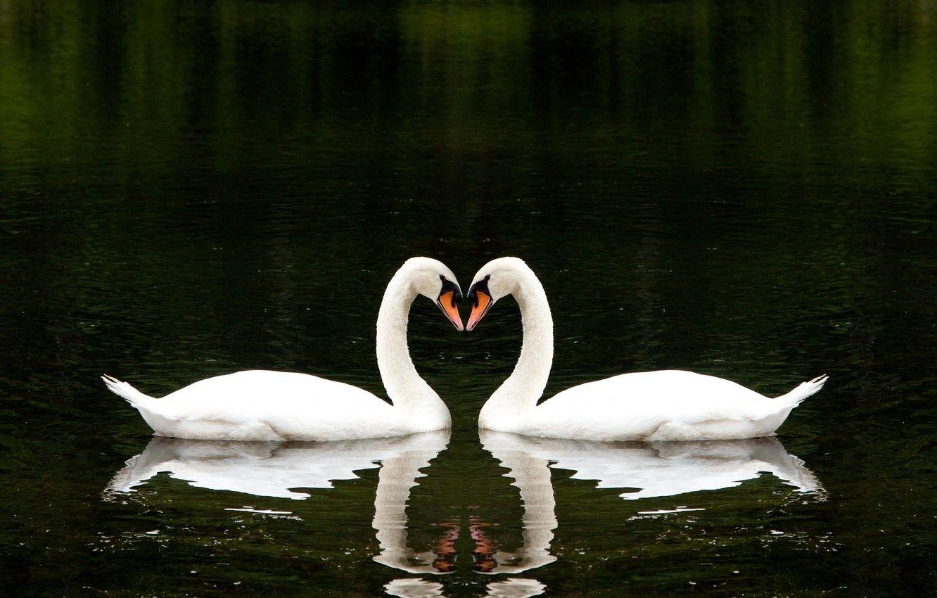 1332x850 Wallpaper love, lake, together, heart, love, beautiful, heart, beautiful, lake, together, Two, white swans, Two, romantically, romantically, white swans image for desktop, section животные