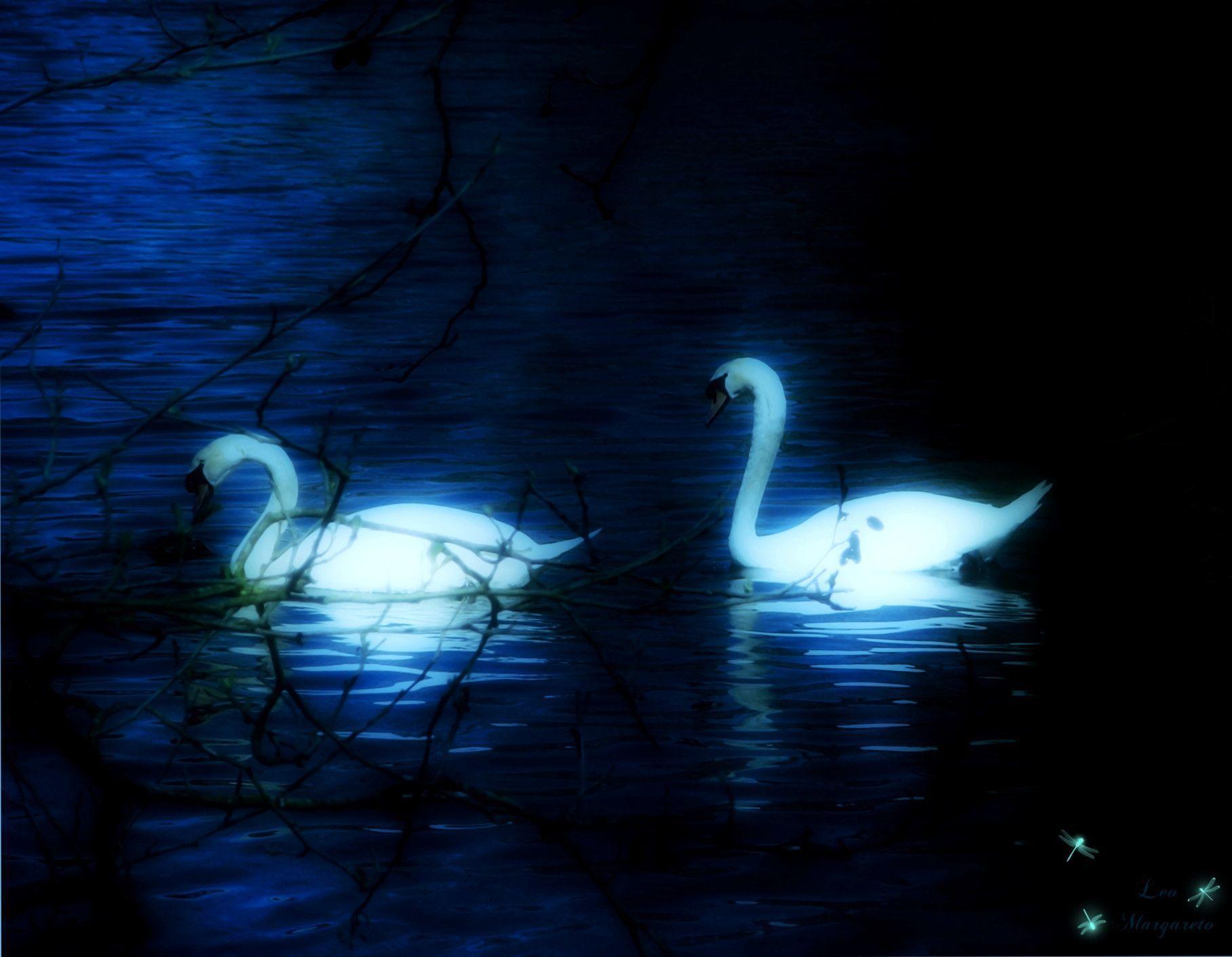 1817x1412 Swan Wallpaper