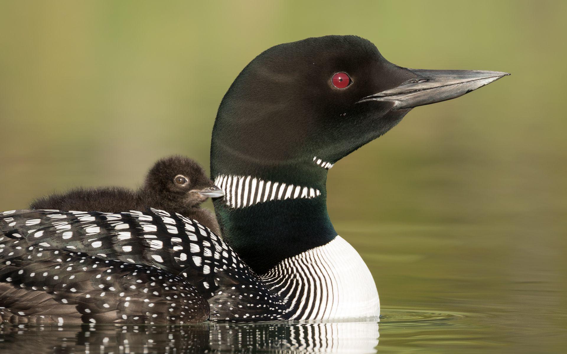 Loon Wallpapers - Top Free Loon Backgrounds - WallpaperAccess