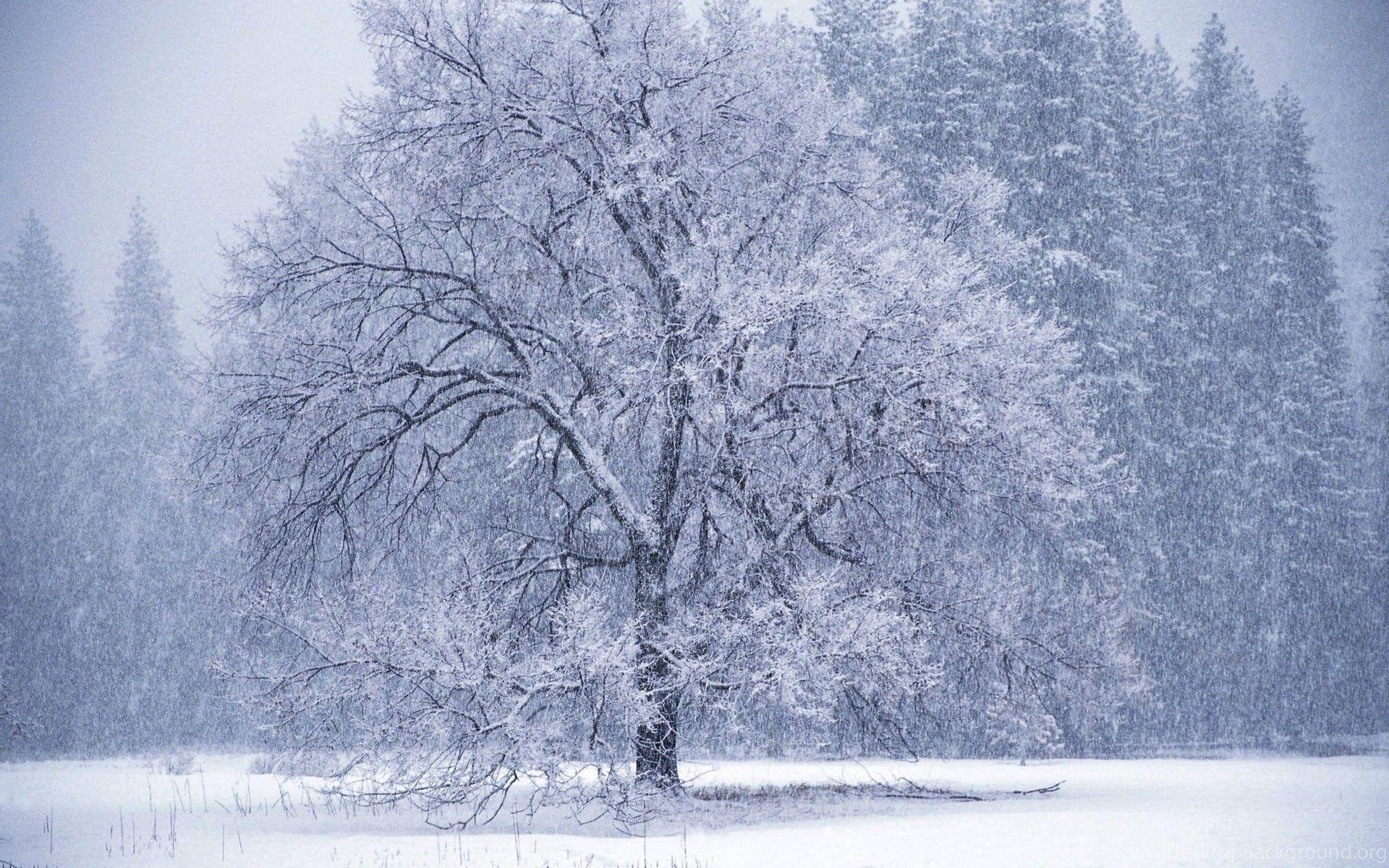 1920x1200 Cartoon Fox Snow Storm Jpg HD Wallpaper Desktop Background