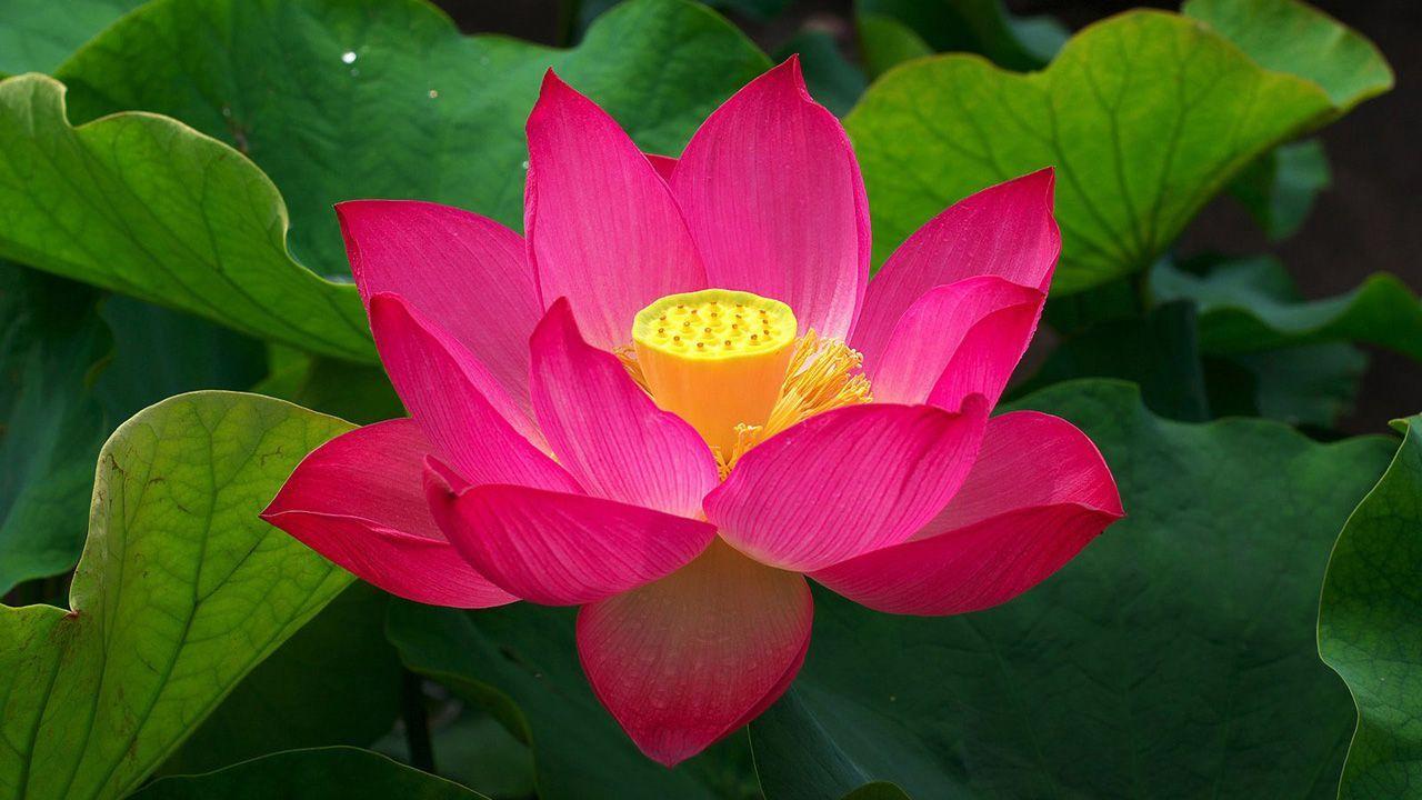 1280x720 Red Lotus Wallpaper HD, HD Desktop Wallpaper. Lotus flower picture, Lotus flower wallpaper, Red lotus