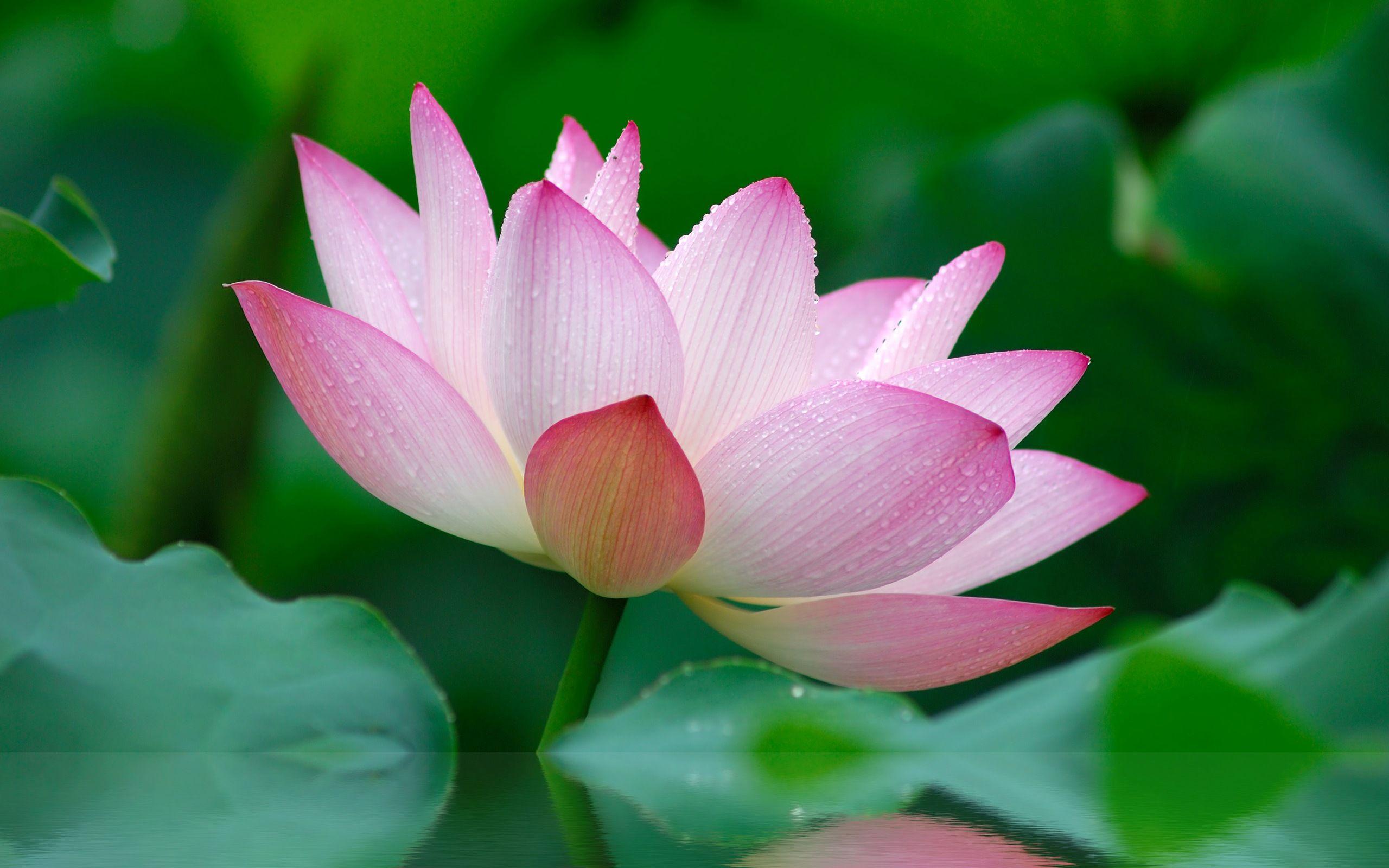 2560x1600 Apple Lotus Flower Wallpaper