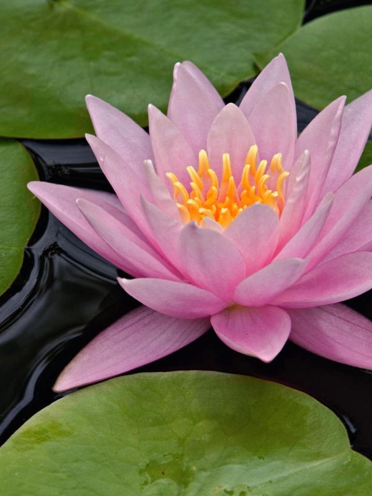 768x1024 Lotus Flower iPad wallpaper