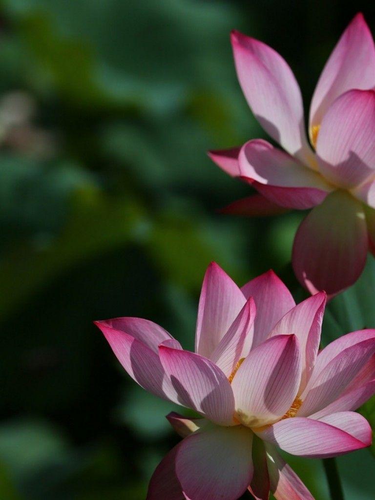 768x1024 Lotus HD Wallpaper Non Retina IPad