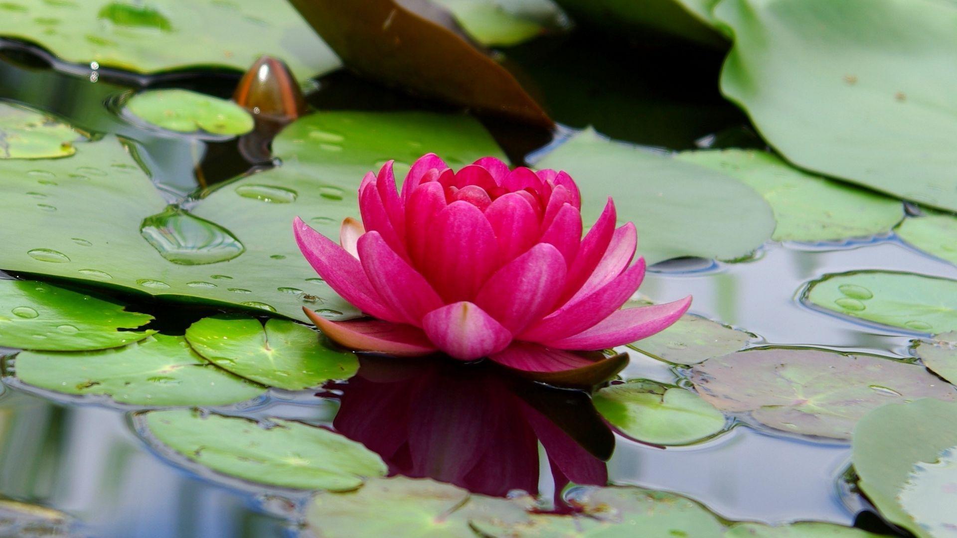 1920x1080 Desktop wallpaper lotus, flower, pink, leaf, lake, HD image, picture, background, 3Dfdcb