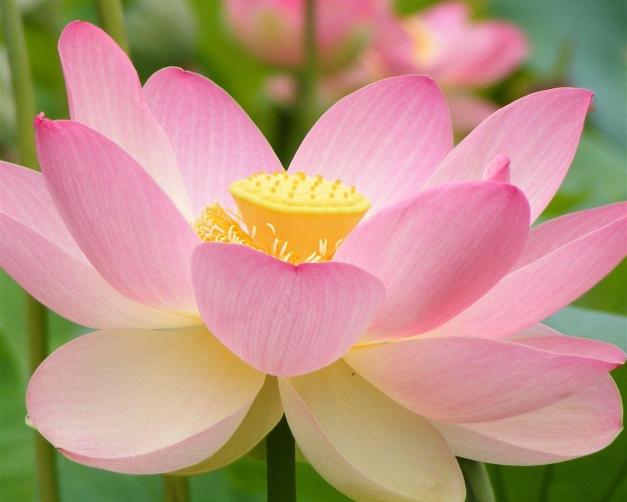 1280x1024 Lotus iPad Wallpaper Free Download