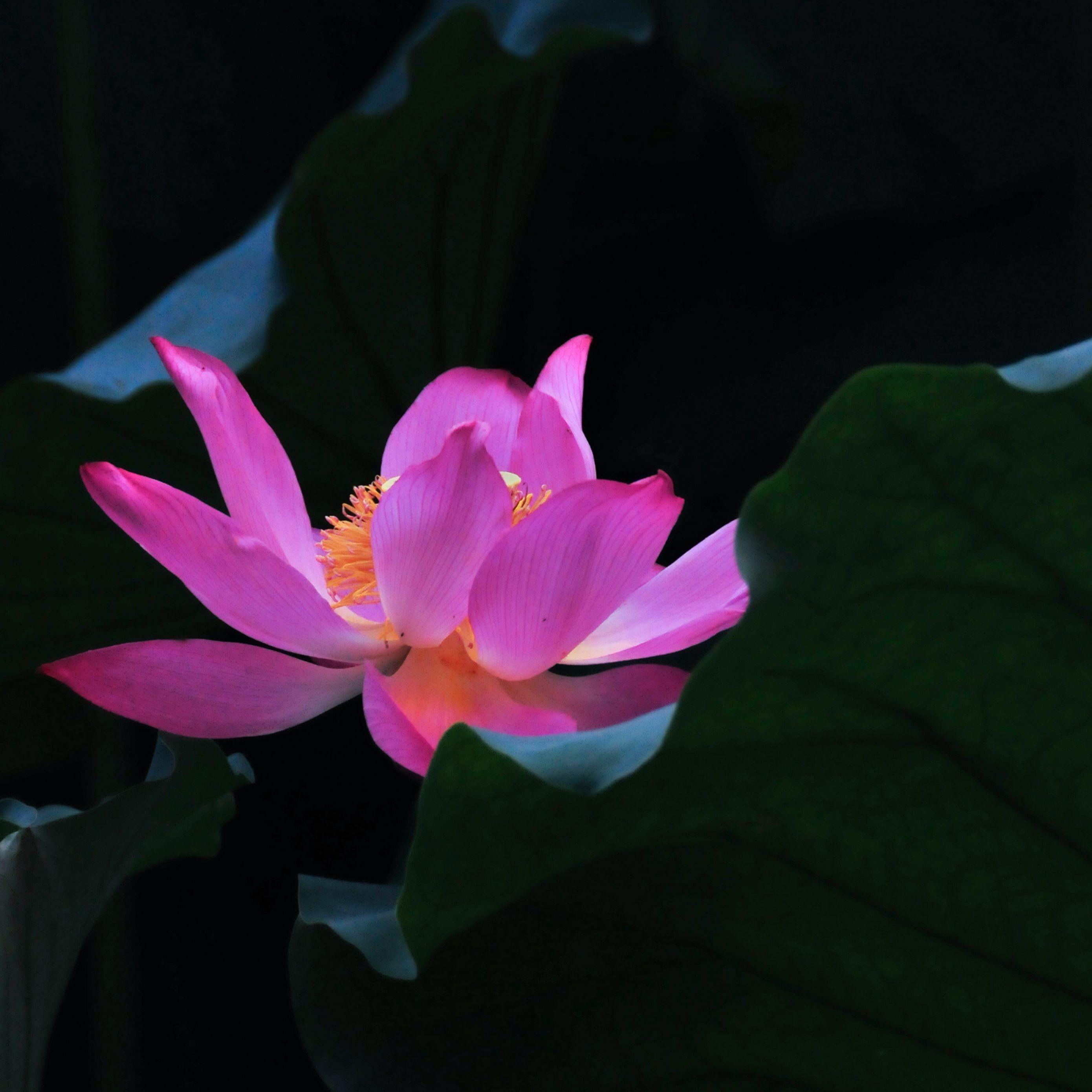 2780x2780 Download wallpaper 2780x2780 lotus, flower, leaves, petals ipad air, ipad air ipad ipad ipad mini ipad mini ipad mini ipad pro 9.7 for parallax HD background