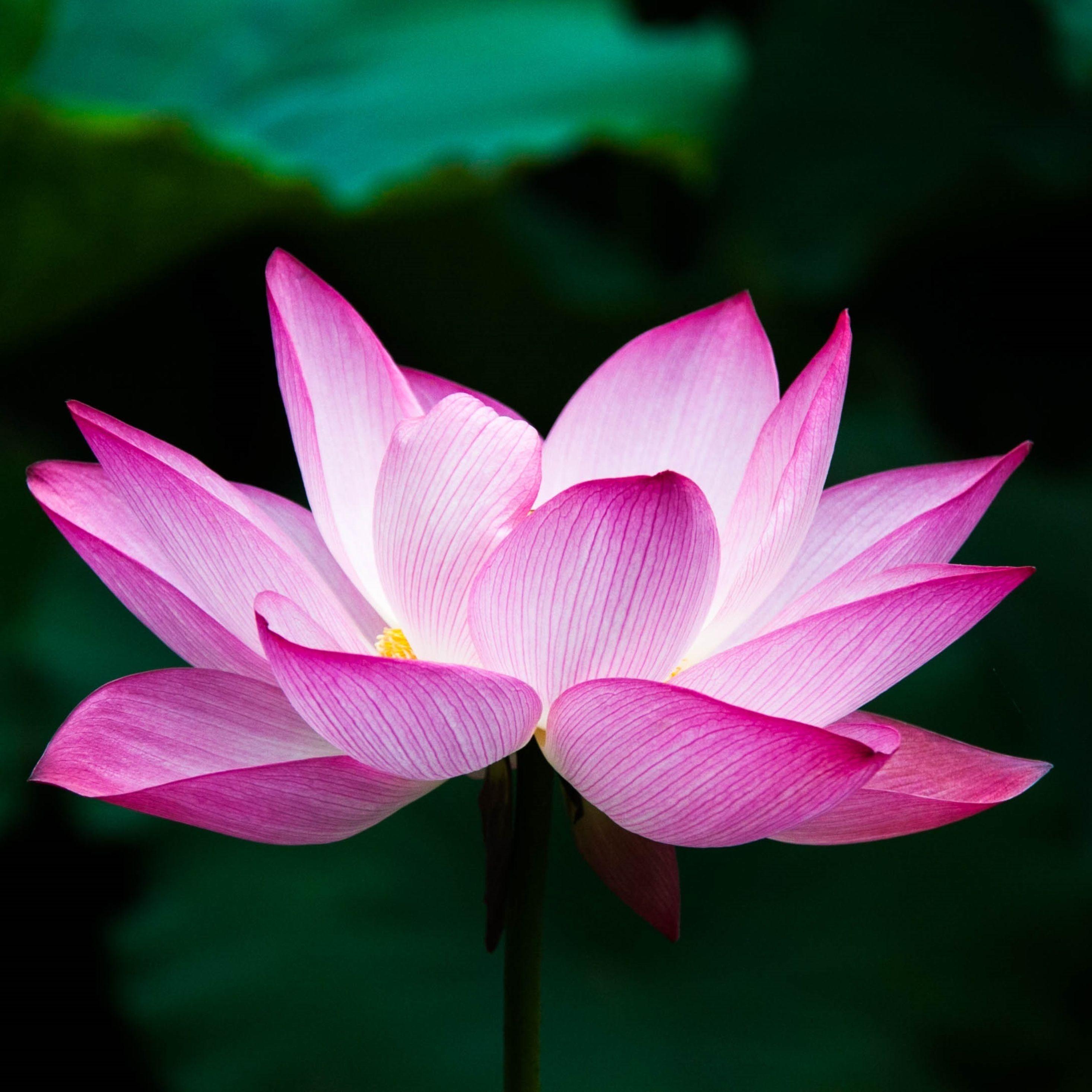 2932x2932 Lotus Flower 4k iPad Pro Retina Display HD 4k Wallpaper, Image, Background, Photo and Picture