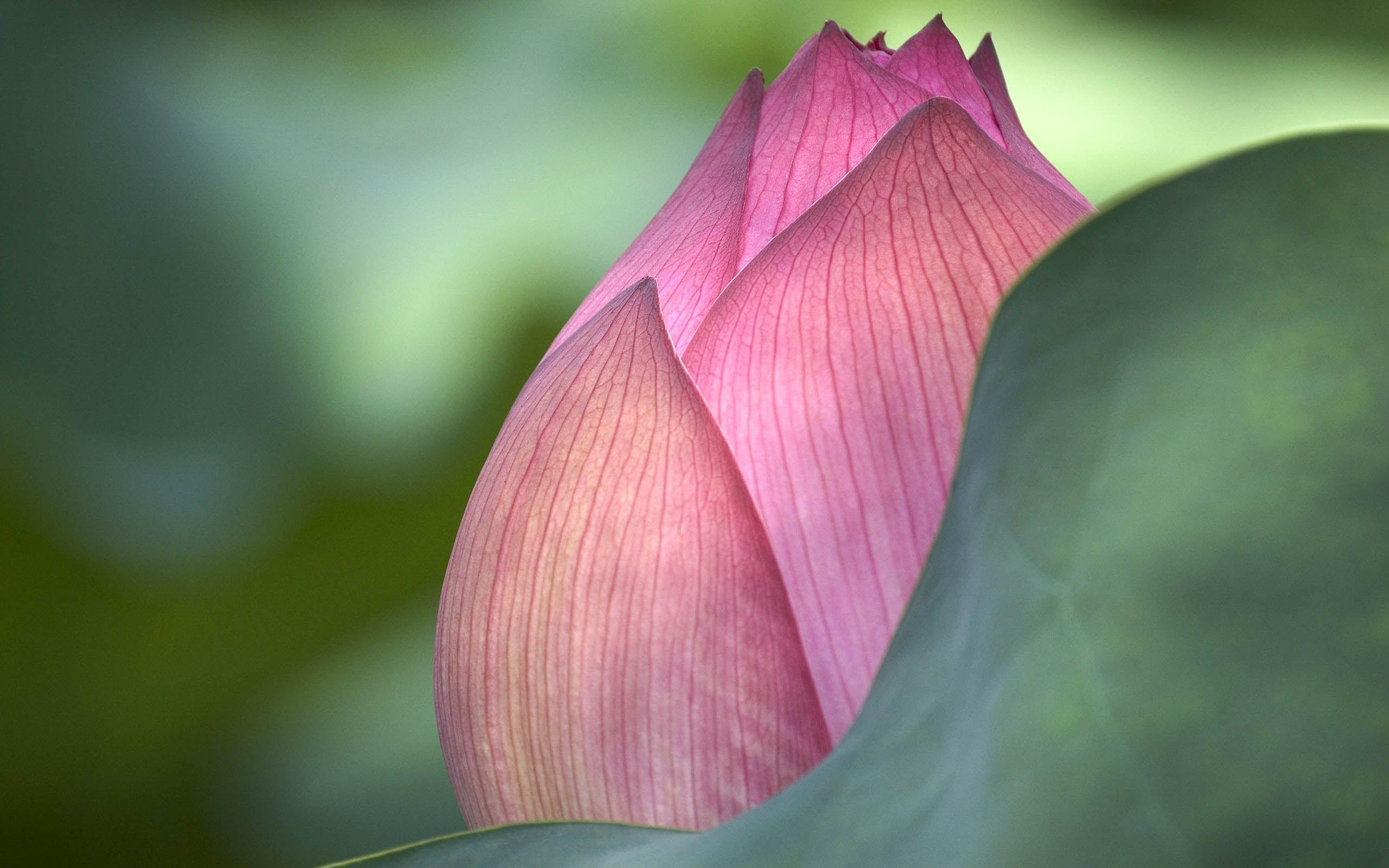 2560x1600 Lotus Flower Beautiful High Quality HD Wallpaper HD Wallpaper