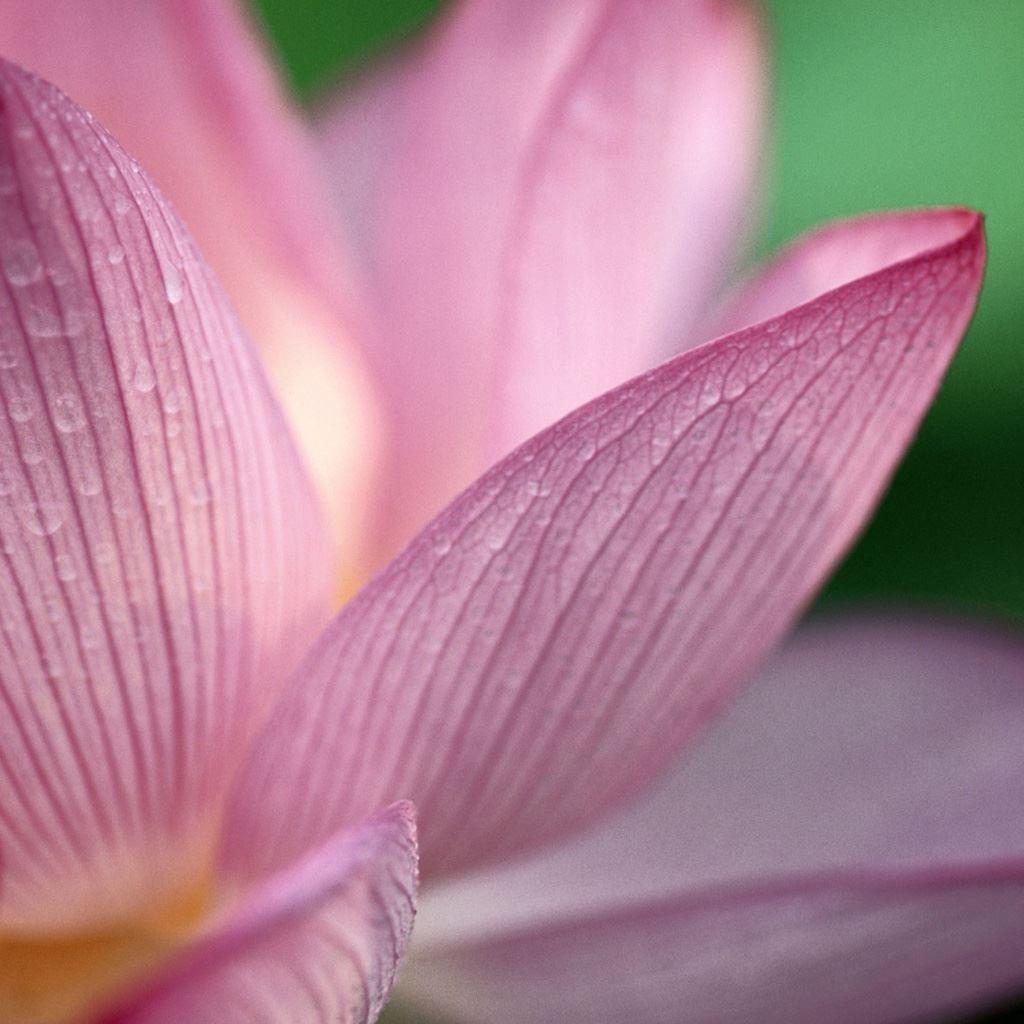 1024x1024 Lotus iPad Wallpaper Free Download