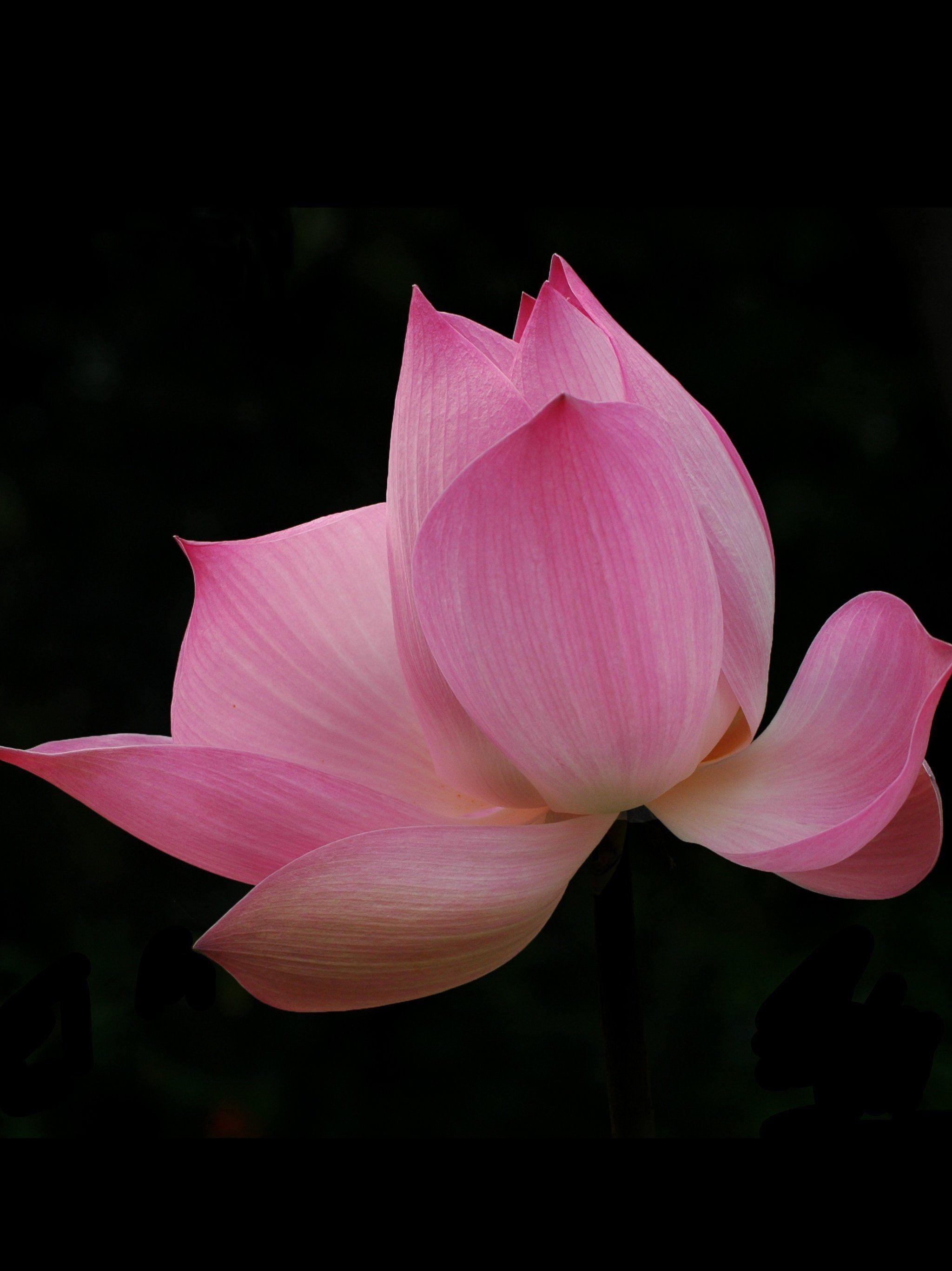 2048x2732 Pink Lotus Wallpaper, Android & Desktop Background
