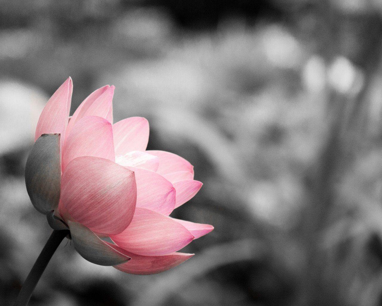 1280x1024 Lotus on Black and White