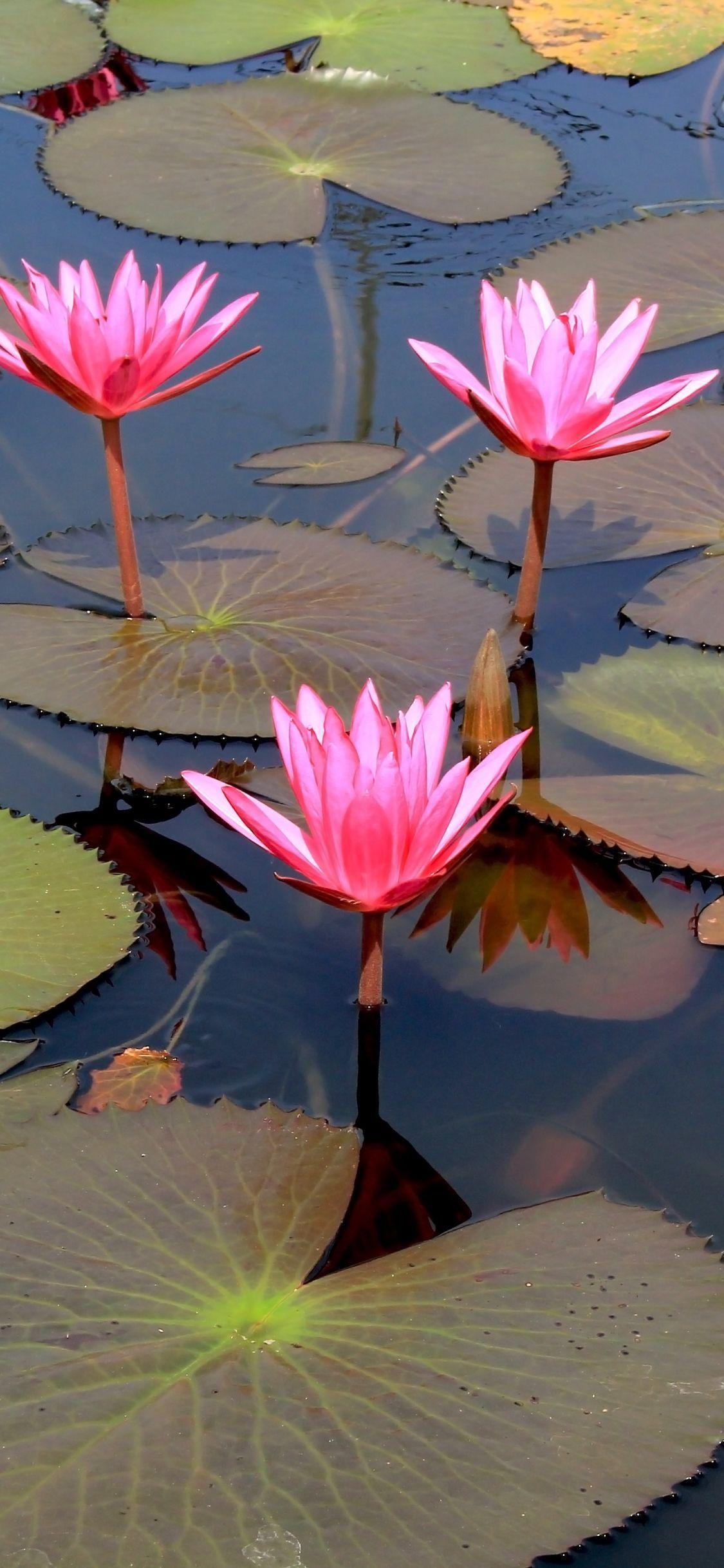 1125x2436 Lotus Flowers wallpaper. Wallpaper, Mobile wallpaper, Tablet wallpaper