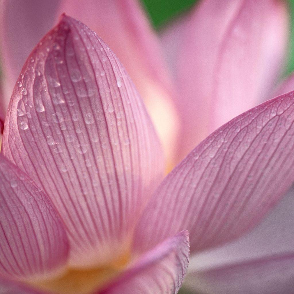 1024x1024 Photo Lotus OS Wallpaper in the album Apple Wallpaper by Junior. Apple iPad Forum