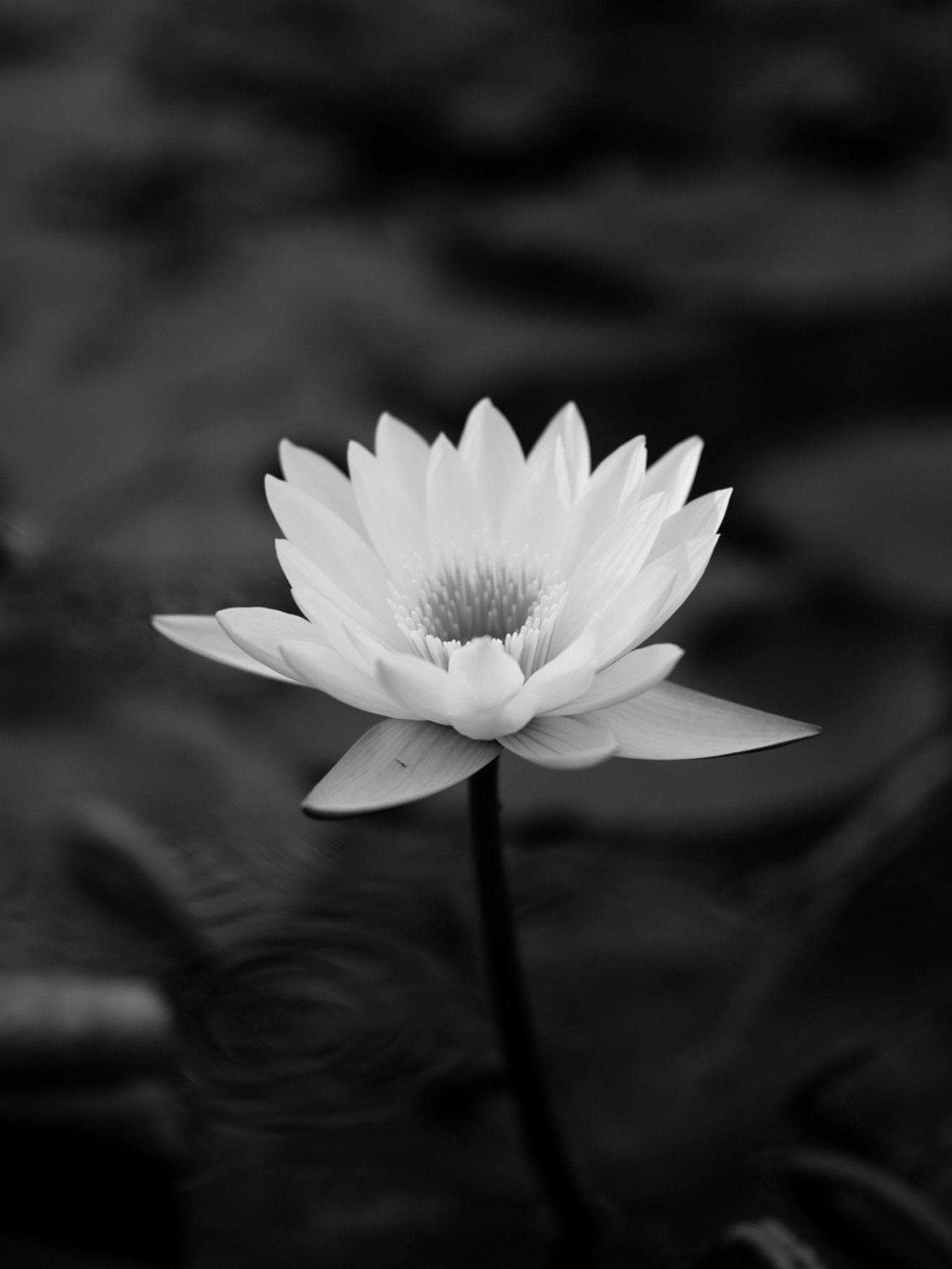 1536x2048 Lotus flower HD Wallpaper Retina iPad