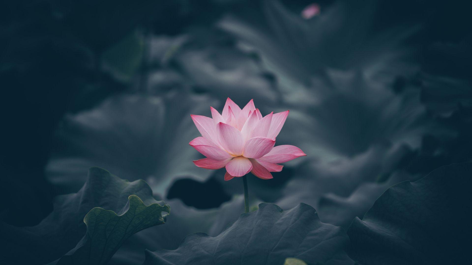 Lotus iPad Wallpapers Top Free Lotus iPad Backgrounds WallpaperAccess