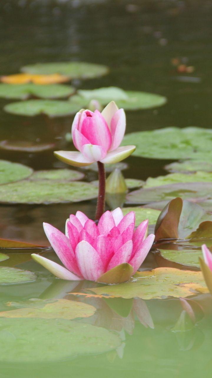 720x1280 Lotus Flower HD iPhone Wallpaper