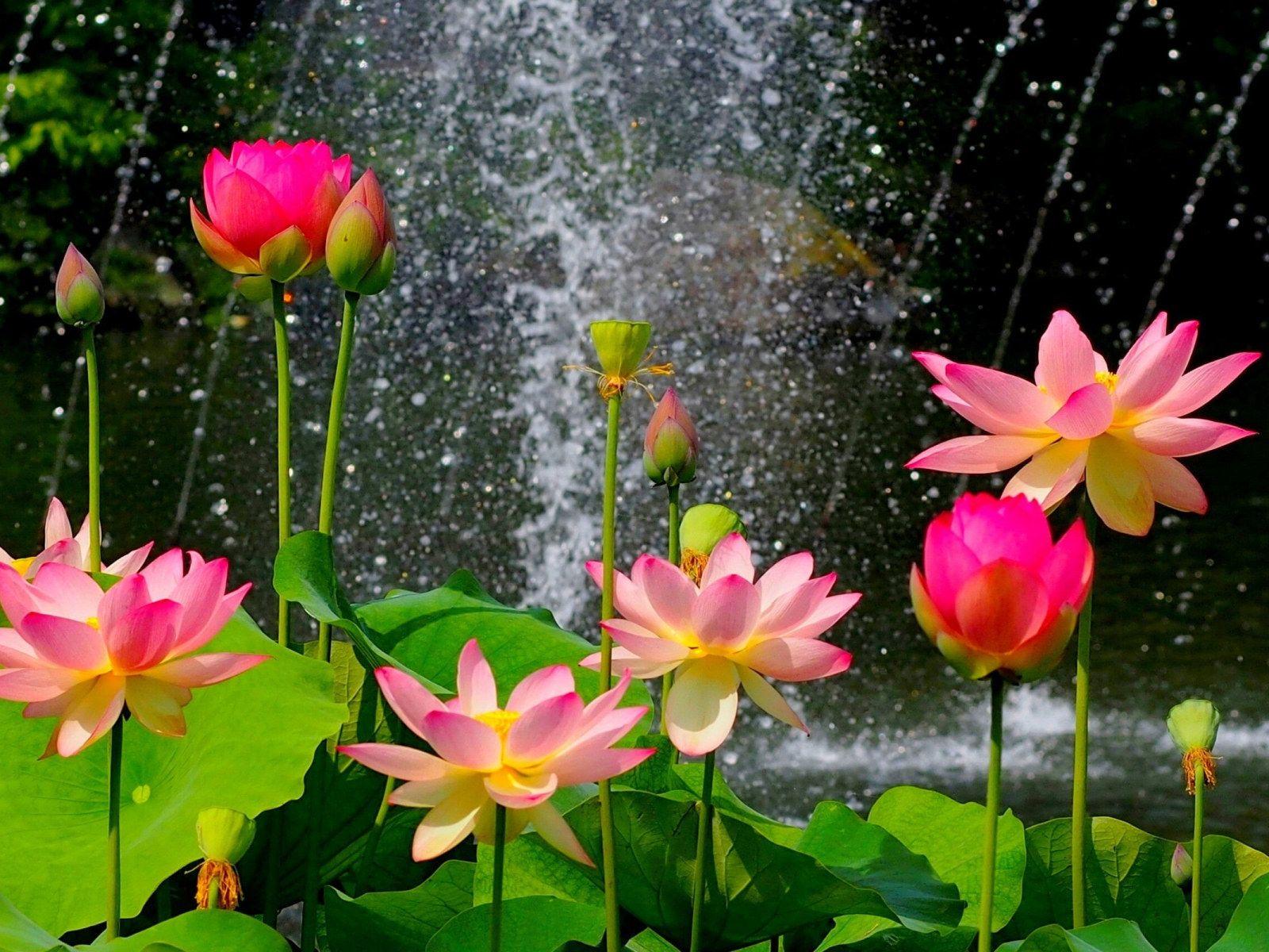 1600x1200 Beautiful lotus pond, pink flowers, green leaves wallpaper • Wallpaper For You HD Wallpaper For Desktop & Mobile